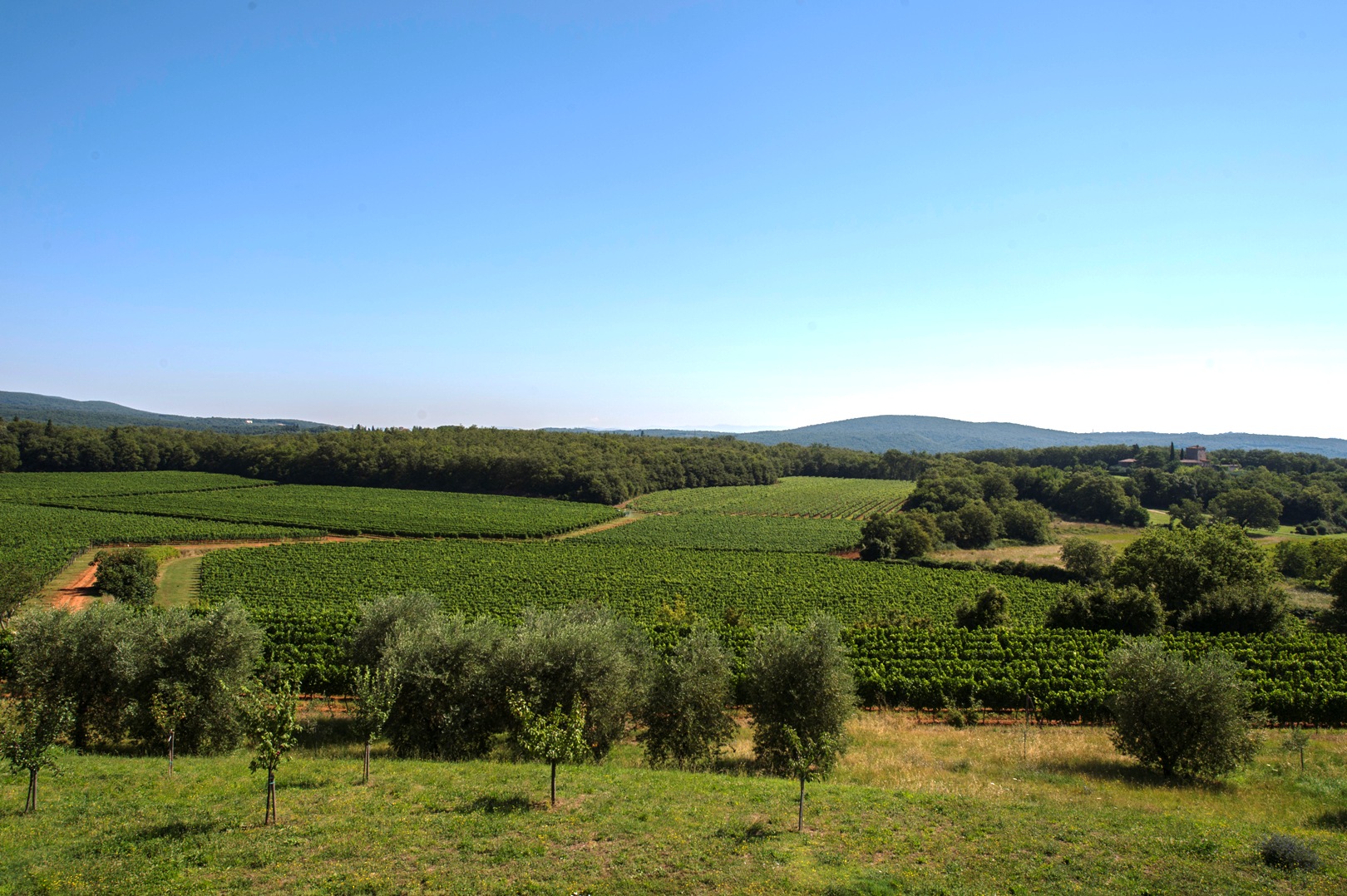 VAL D'ELSA - LANDHAUS UND WEINBERGE ZU VERKAUFEN