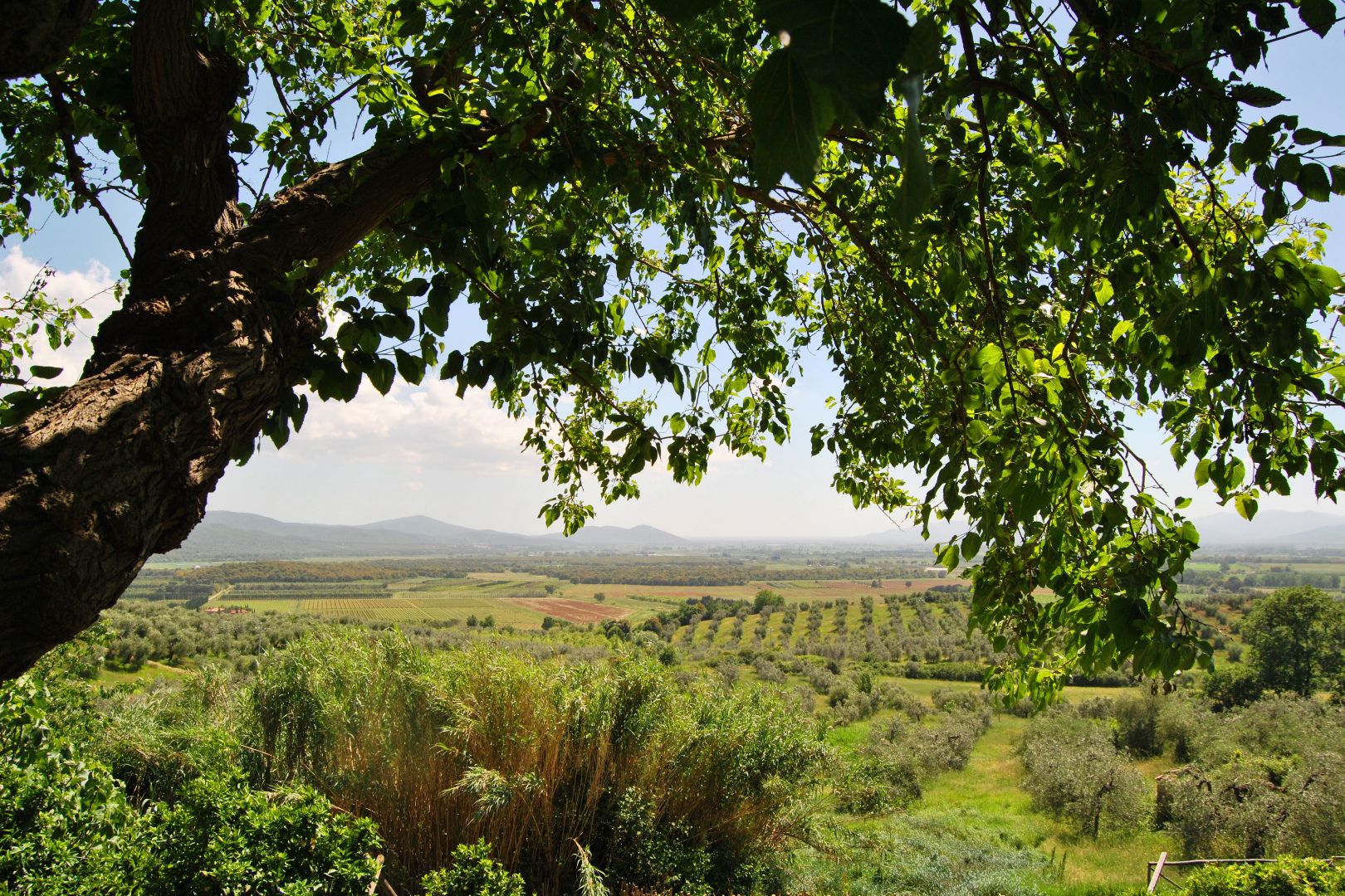 MAREMMA - Villen und Weingüter zu verkaufen in der Toskana, Morellino di Scansano