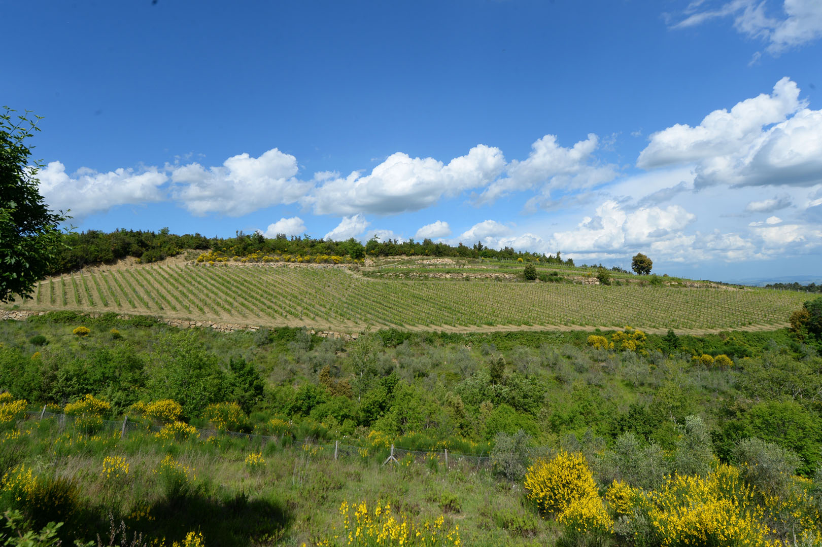 CRETE SENESI, LANDHAUS ZUM VERKAUF, VILLA IN DEN CRETE SENESI, AGRITOURISMUS ZUM VERKAUF
