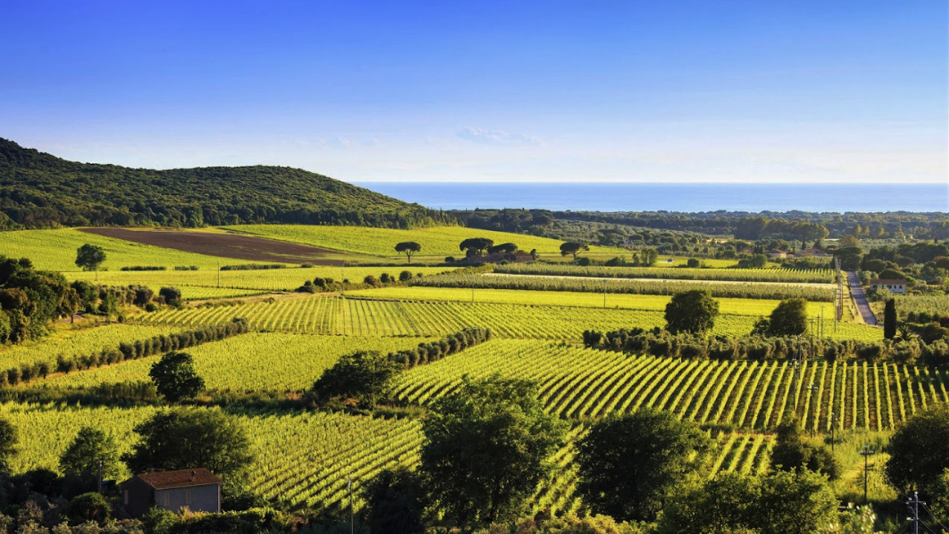 Bolgheri: Wein, Meer und Villen zwischen den etruskischen Hügeln