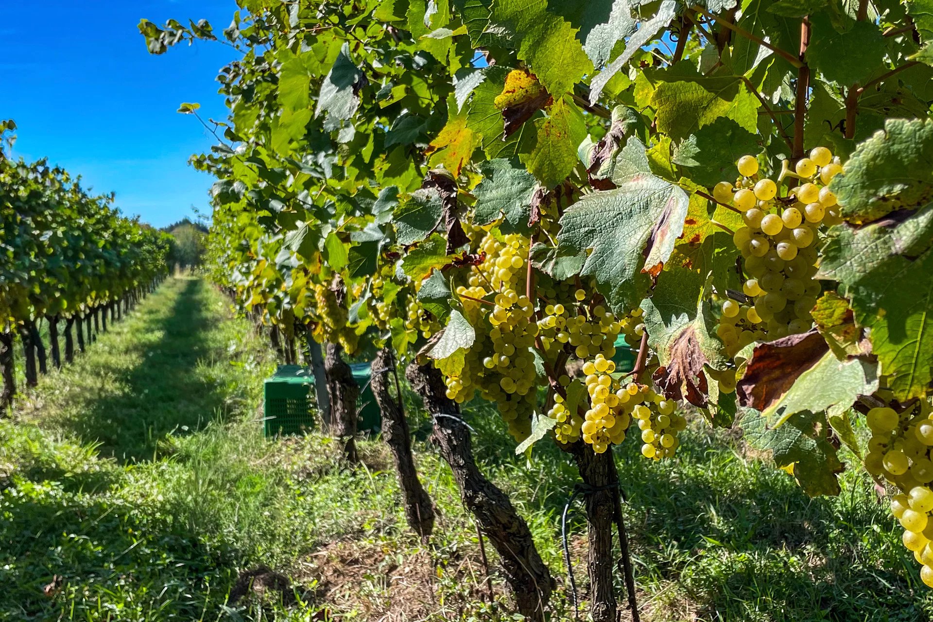 Wein, Olivenöl und landwirtschaftliche Landschaft