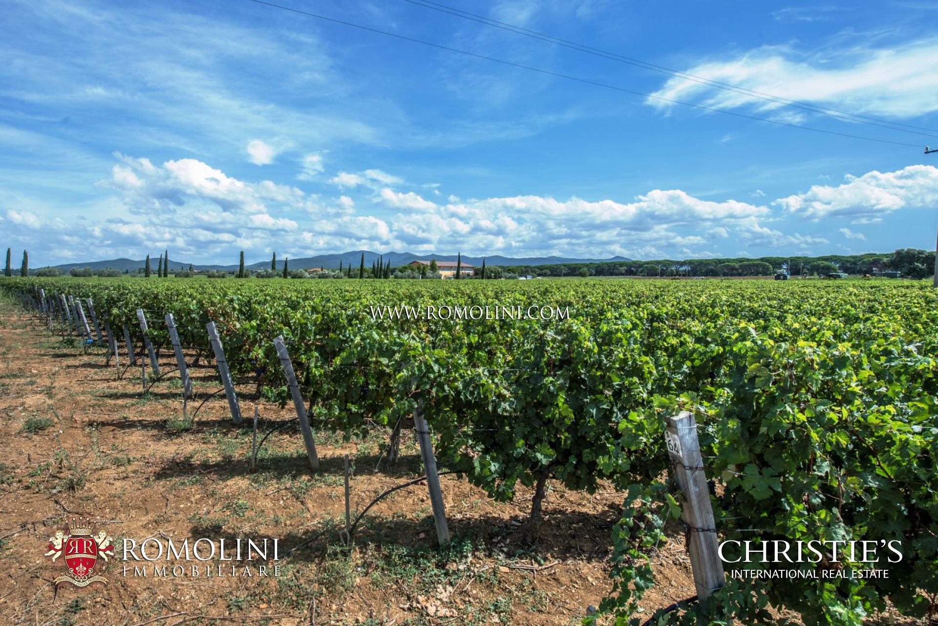 WEINGÜTER & WEINBERGE IN BOLGHERI, WEINGUT IN BOLGHERI ZU VERKAUFEN, LANDGUT, WEINBERGE KAUFEN IN BOLGHERI 