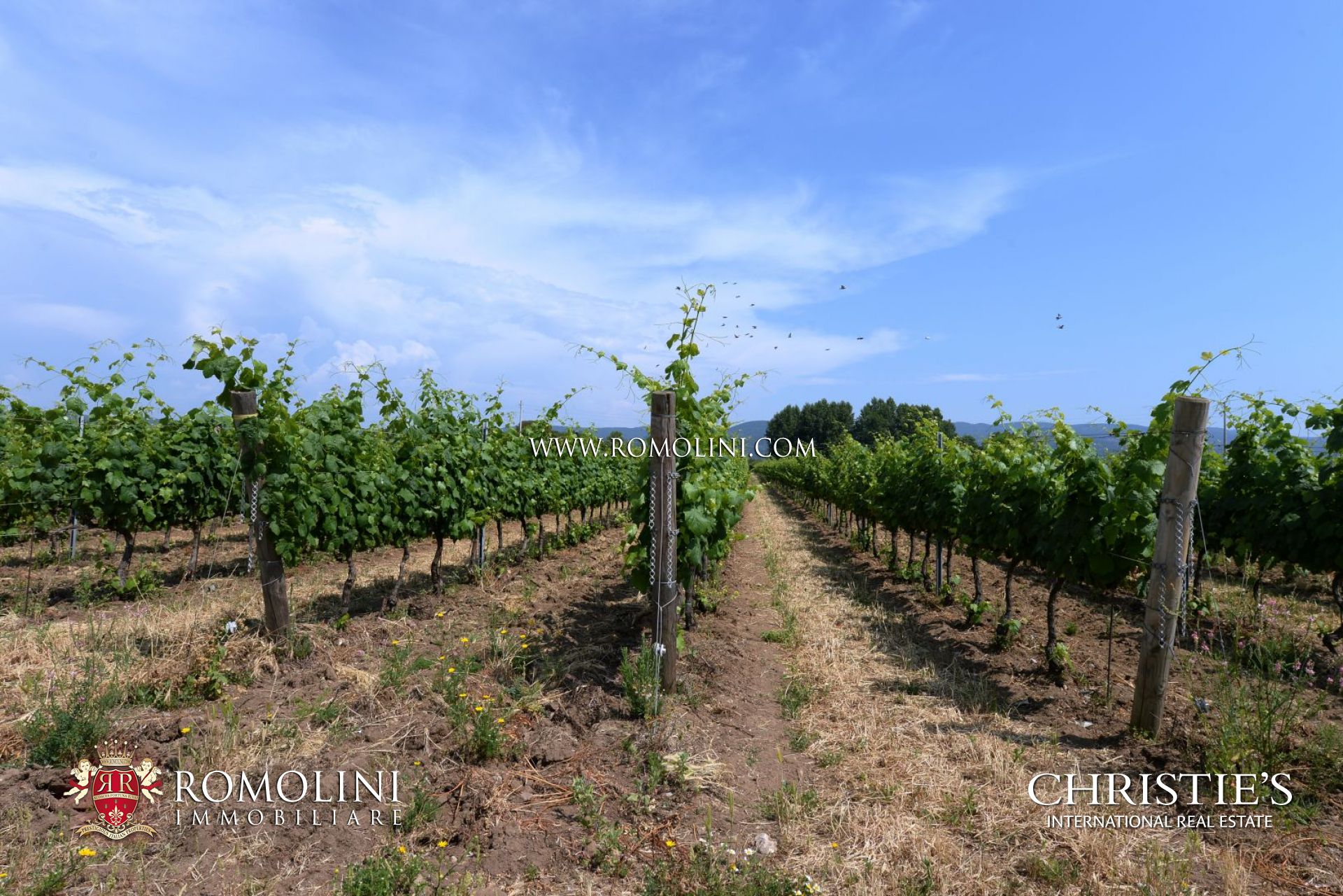 WEINGÜTER & WEINBERGE IN BOLGHERI, WEINGUT IN BOLGHERI ZU VERKAUFEN, LANDGUT, WEINBERGE KAUFEN IN BOLGHERI 