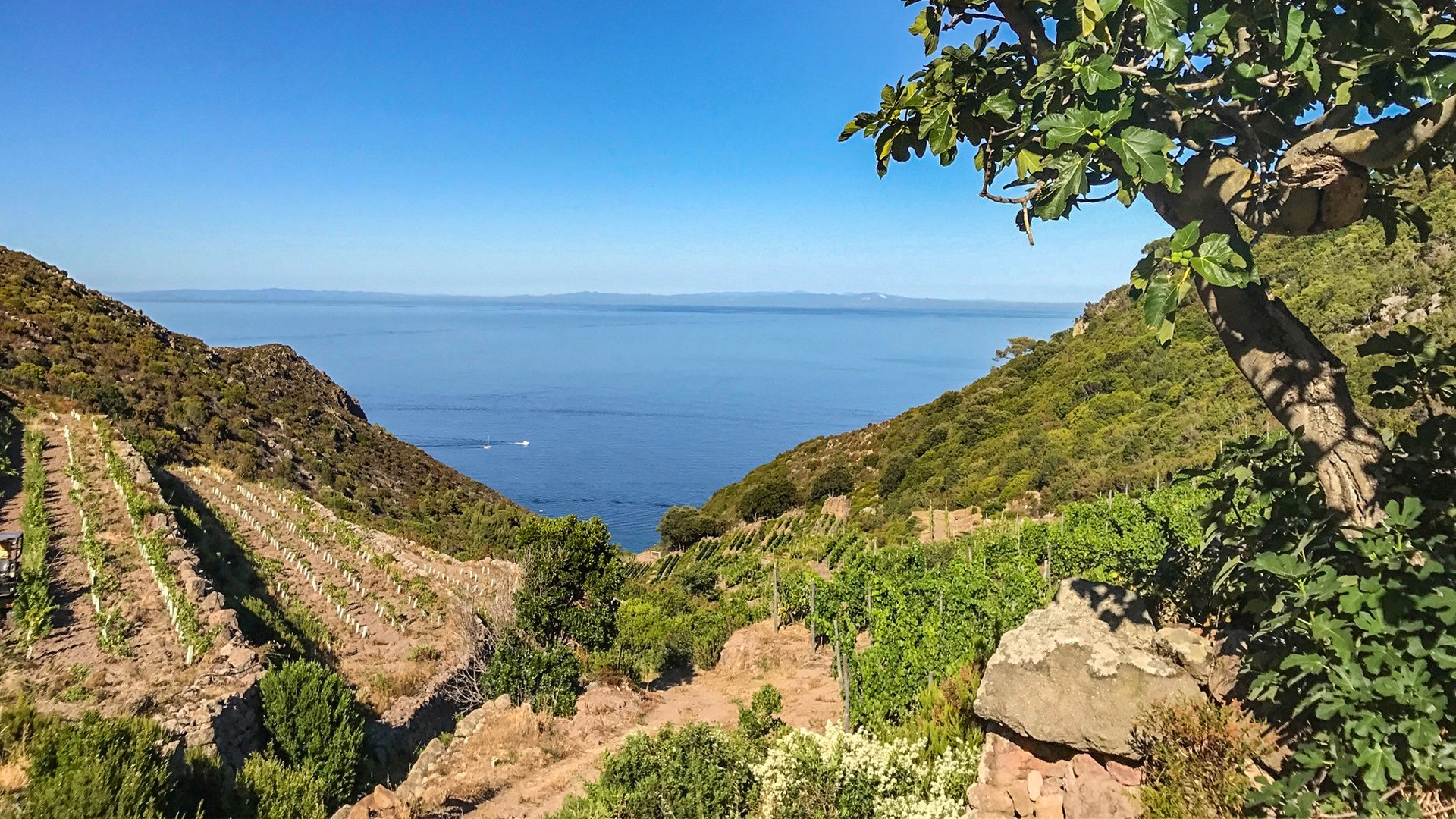 VILLEN MIT MEERBLICK, BAUERNHÄUSER UND WEINGÜTER ZU VERKAUFEN IN CAPRAIA, TOSKANISCHER ARCHIPEL