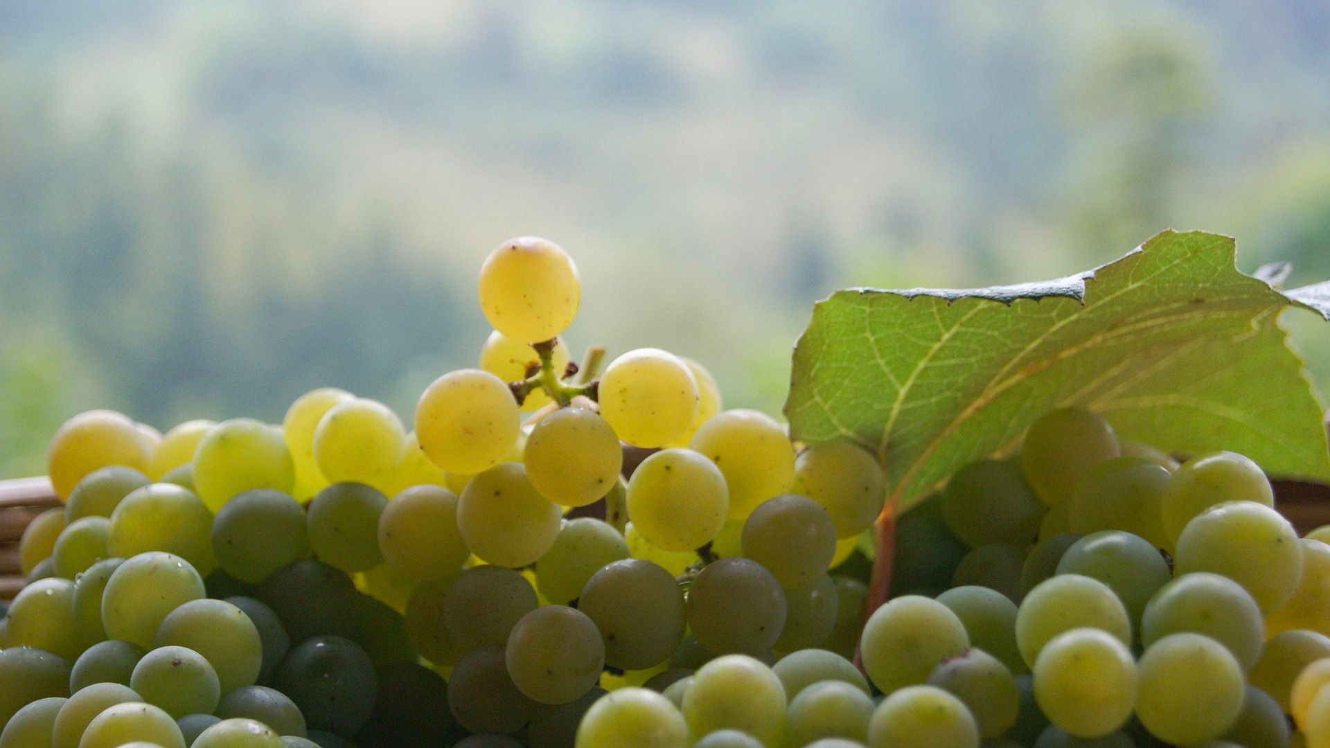 WEINBERGE UND WEINGÜTER ZUM VERKAUF IN VALDOBBIADENE, PROSECCO-HÜGEL