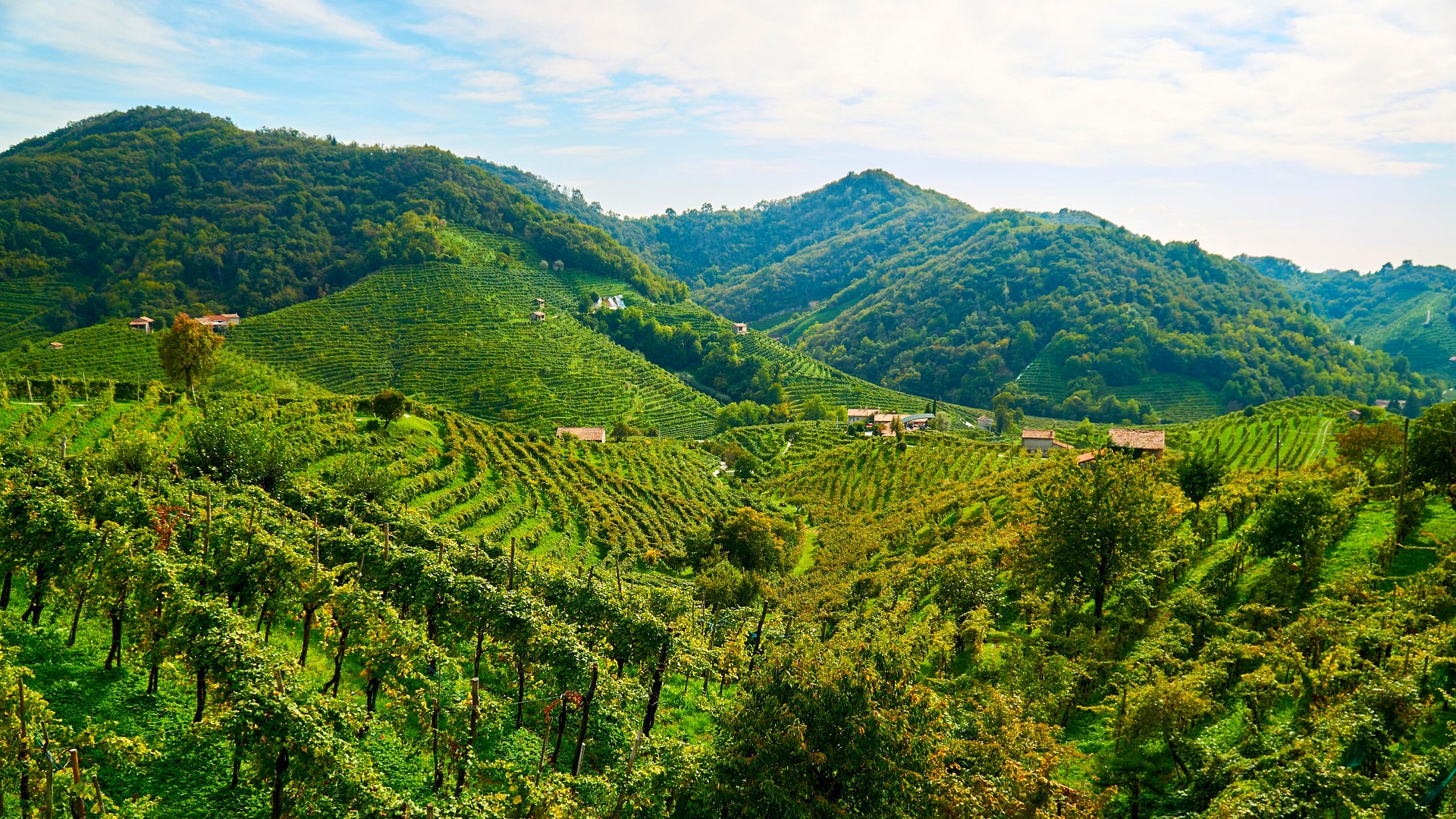 WEINBERGE UND WEINGÜTER ZUM VERKAUF IN VALDOBBIADENE, PROSECCO-HÜGEL