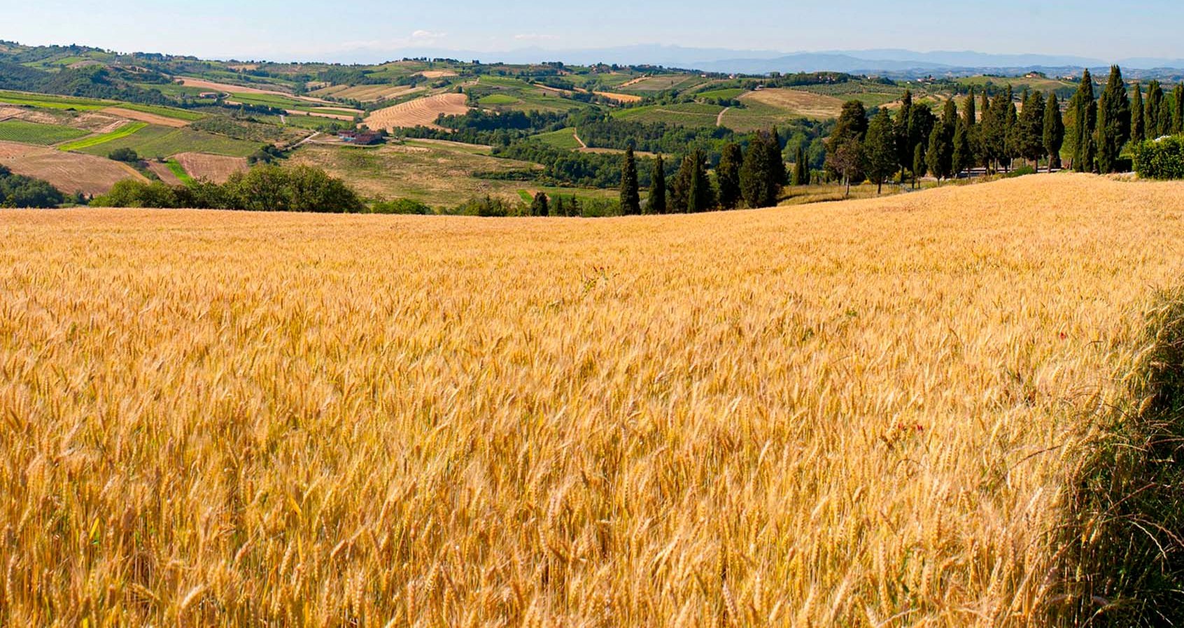 LÄNDLICHE IMMOBILIEN ZU VERKAUFEN IN CASTIGLIONE D'ORCIA, TOSKANA - WEINBERGE & WEINKELLEREIEN ZU VERKAUFEN IN VAL D'ORCIA, TOSKANA
