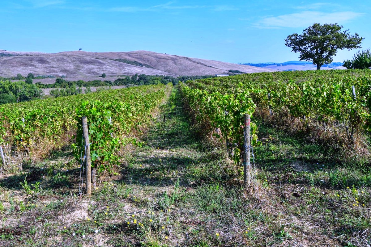 WEINGUT ZUM VERKAUF IN MONTALCINO, WEINBERGE KAUFEN IM VAL Dï¿½ORCIA, TOSKANA, ITALIEN