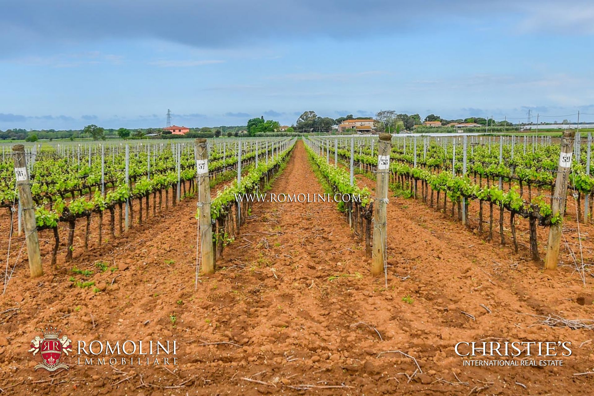 WEINBERGE, WEINGÜTER, WEINKELLER IN DER TOSKANA, CHIANTI-HÜGELN, AREZZO, SIENA, FLORENZ, WEINBERGE CHIANTI CLASSICO GALLO NERO, BRUNELLO DI MONTALCINO, NOBILE DI MONTEPULCIANO