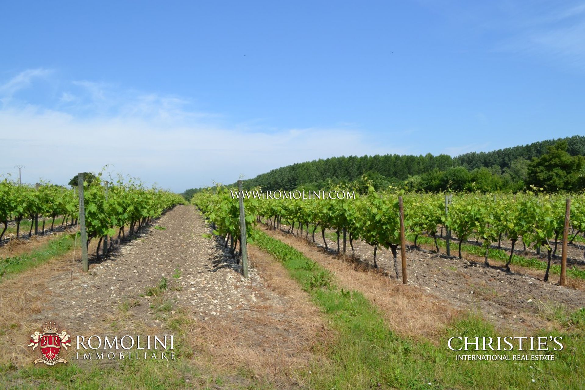 WEINGUT KAUFEN IN BORDEAUX, WEINBERGE ZUM VERKAUF IN SAINT-ï¿½MILION, FRANKREICH