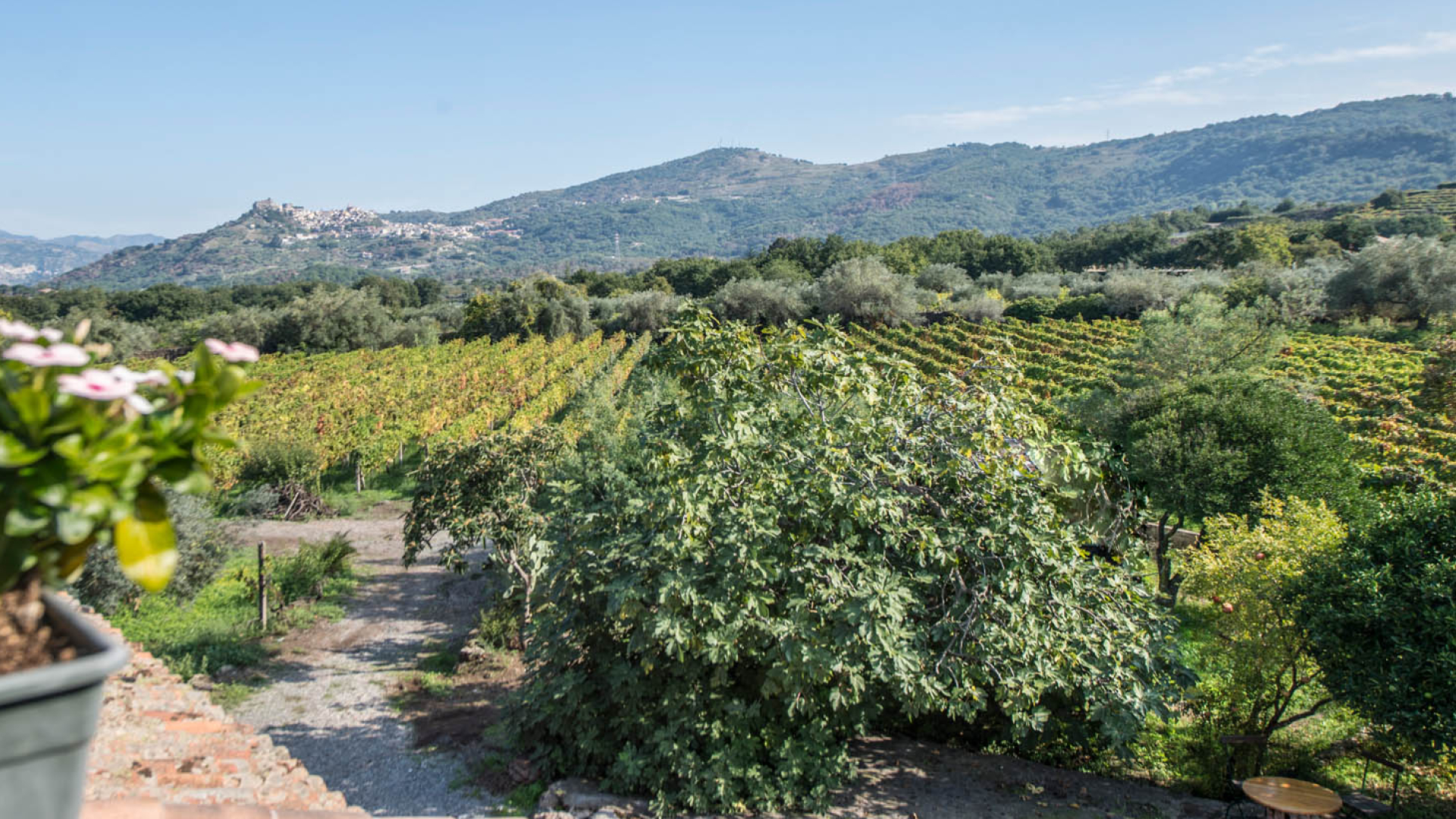 WEINGÜTER, WEINKELLEREIEN UND WEINBERGE ZU VERKAUFEN IN SIZILIEN – CERASUOLO DI VITTORIA DOCG, VITTORIA DOC, SIRACUSA DOC, MOSCATO DI PANTELLERIA DOC