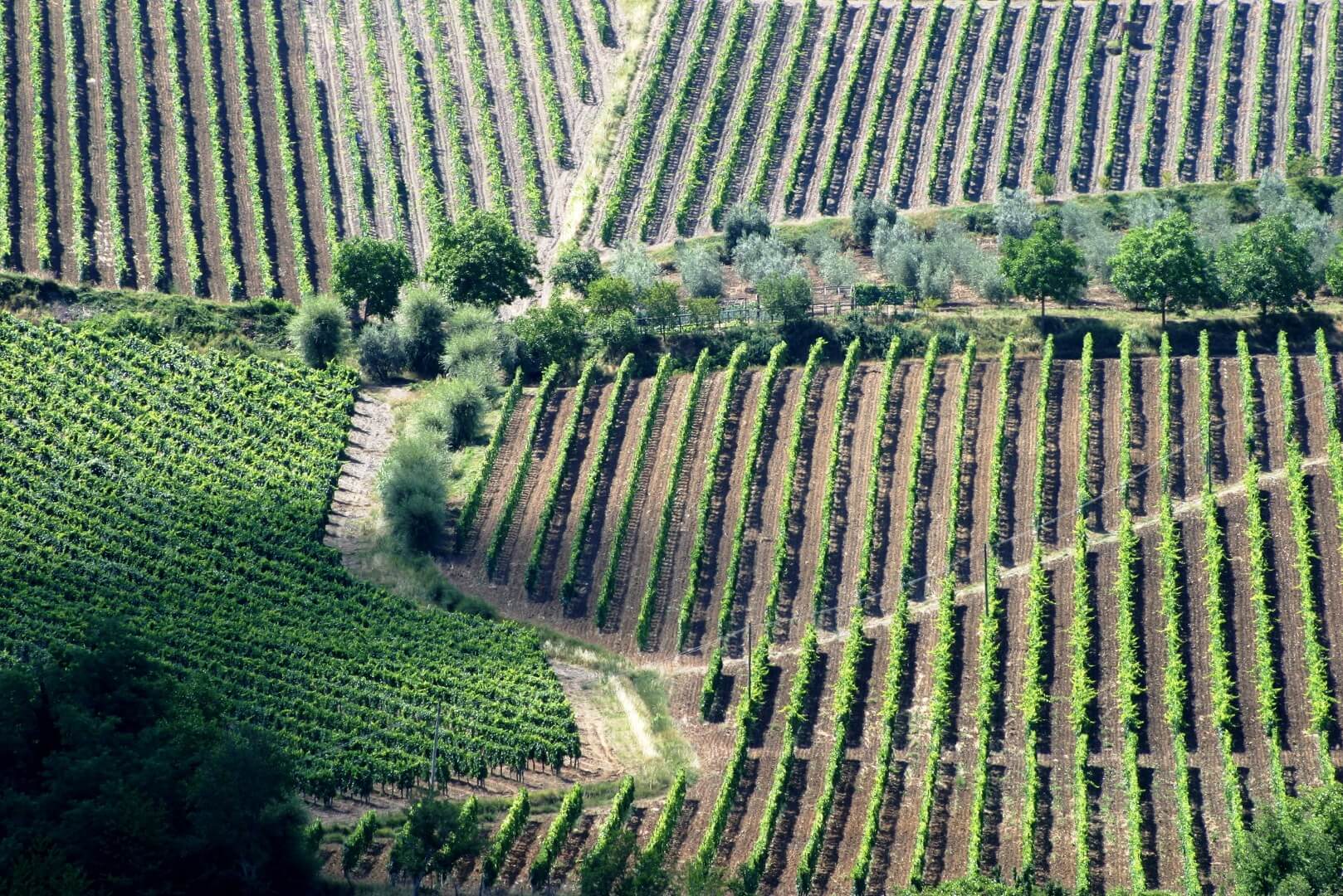 WEINBERGE, WEINGÜTER, WEINKELLER. TOSKANA, PIEMONT, CHIANTI CLASSICO, BRUNELLO DI MONTALCINO, BARBERA, AREZZO, SIENA, FLORENZ, UMBRIEN 