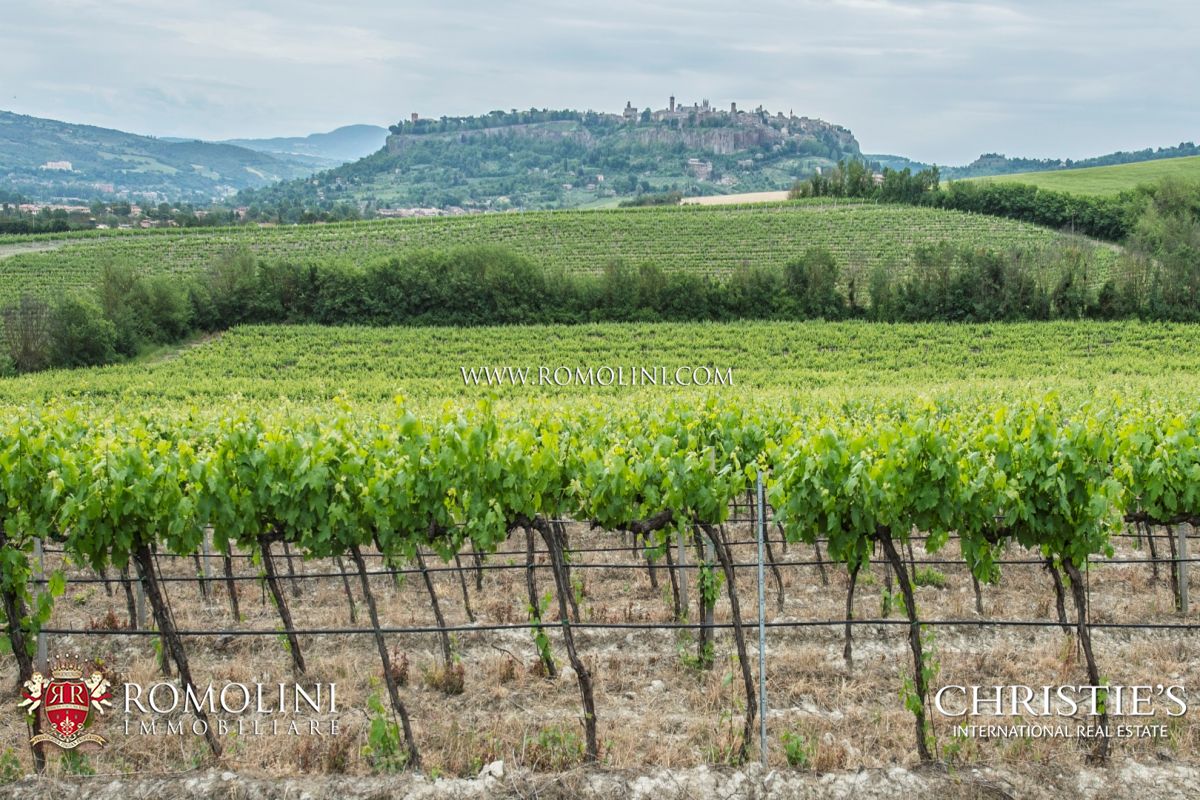 WEINBERG IN ITALIEN ZU VERKAUFEN 