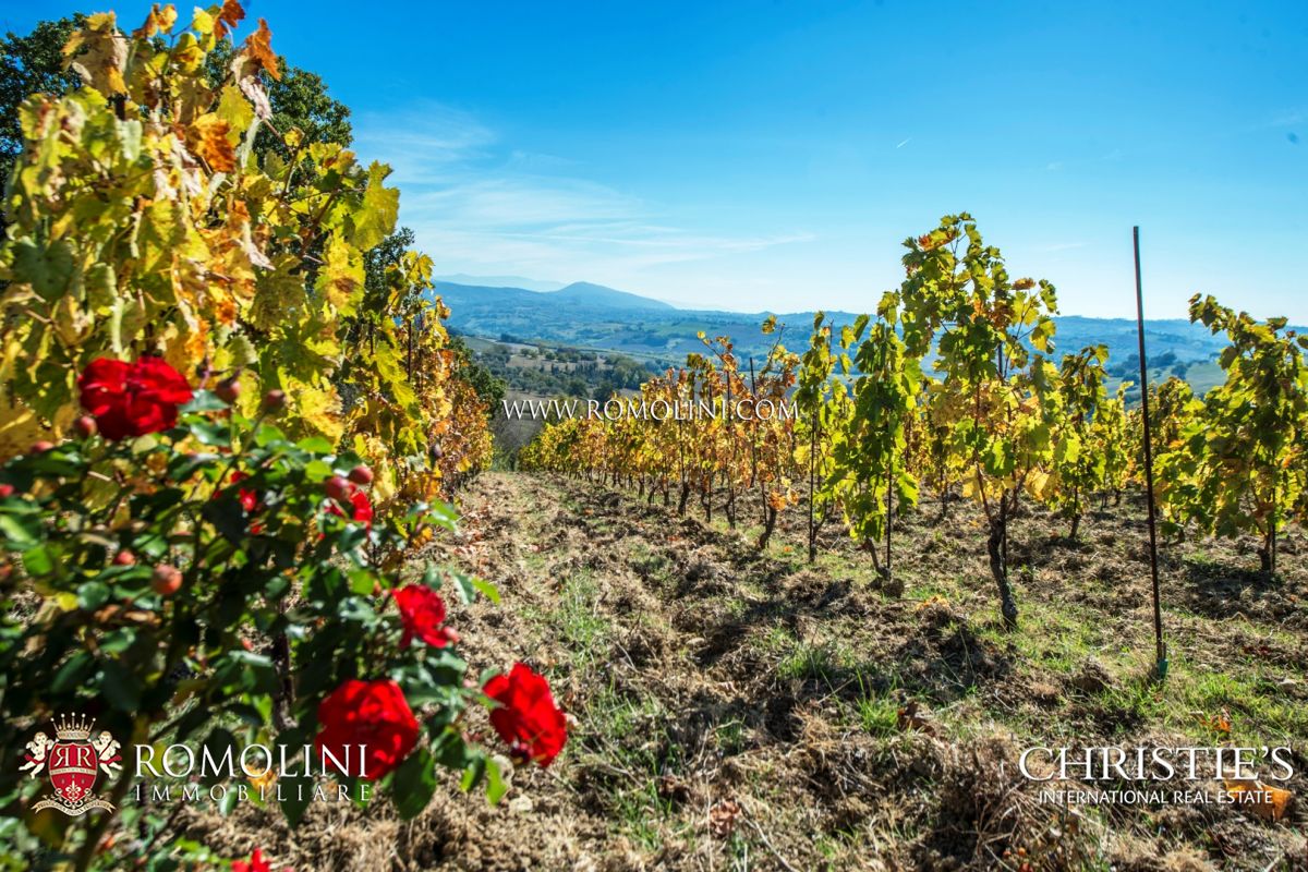 WEINBERG IN ITALIEN ZU VERKAUFEN 
