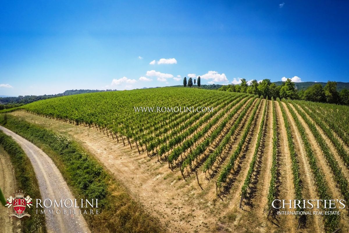 WEINBERG IN ITALIEN ZU VERKAUFEN 