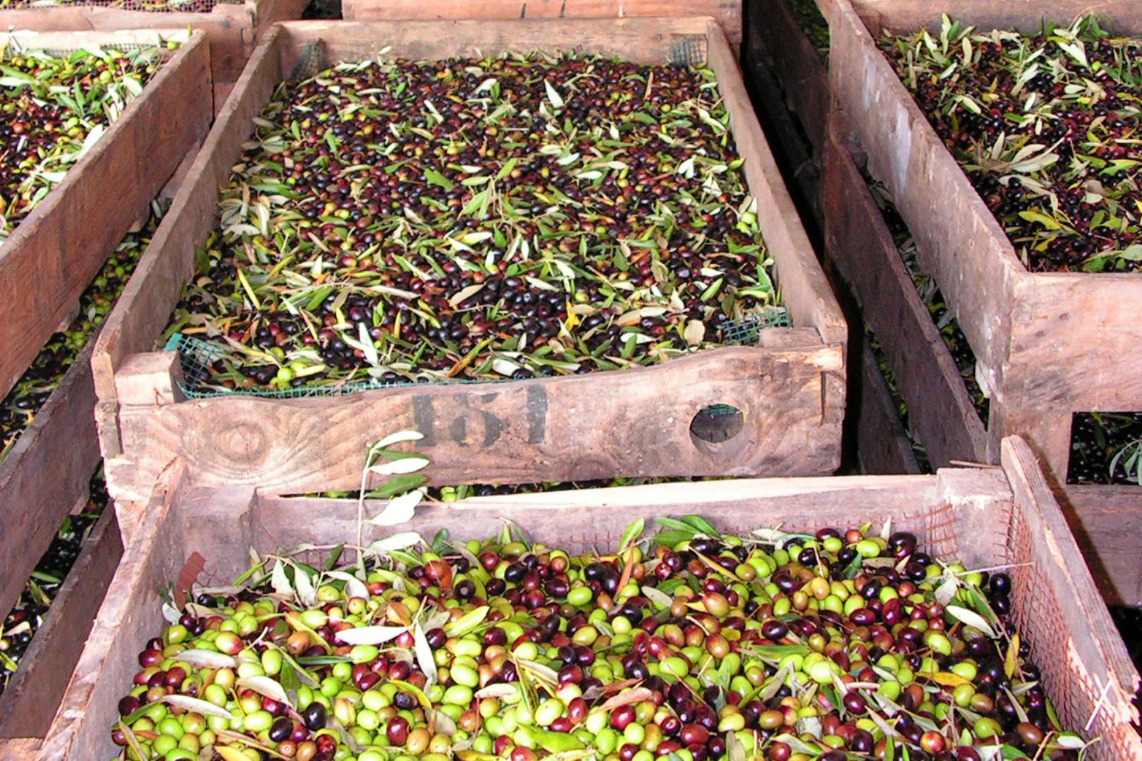 Landwirtschaftlicher Betrieb