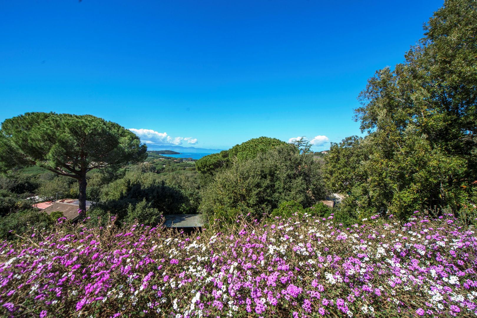 MAREMMA VILLAS,  VINEYARS FOR SALE IN MAREMMA, MORELLINO DI SCANSANO WINE PROPERTY