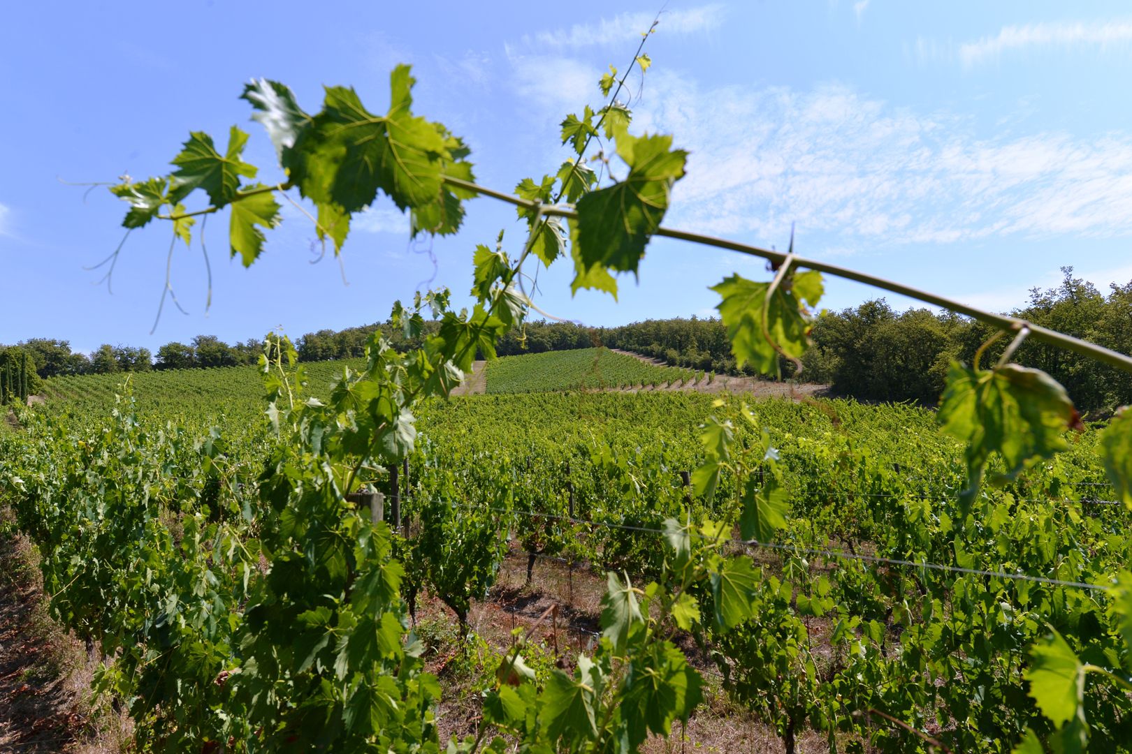 CHIANTI HILLS IN TUSCANY, LUXURY ITALIAN PROPERTY FOR SALE | Chiantishire