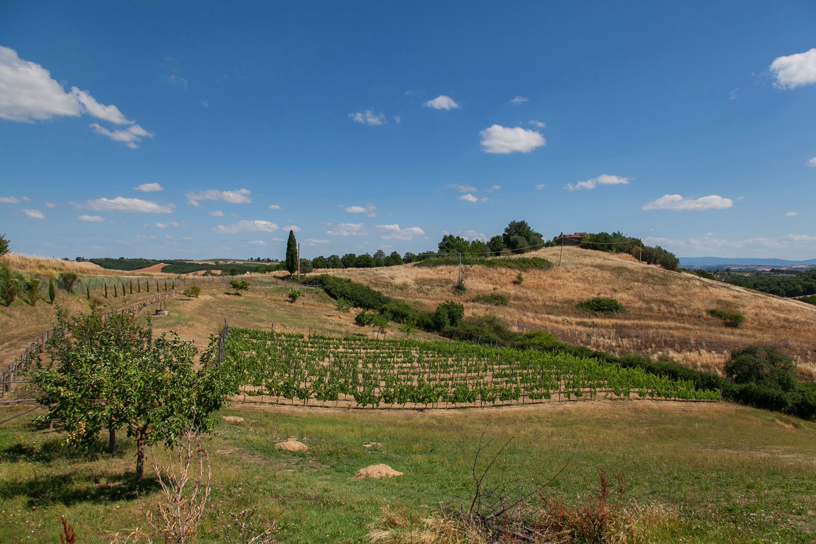 CRETE SENESI REAL ESTATE AND PROPERTY FOR SALE IN SIENA TUSCANY - www.romolini.co.uk