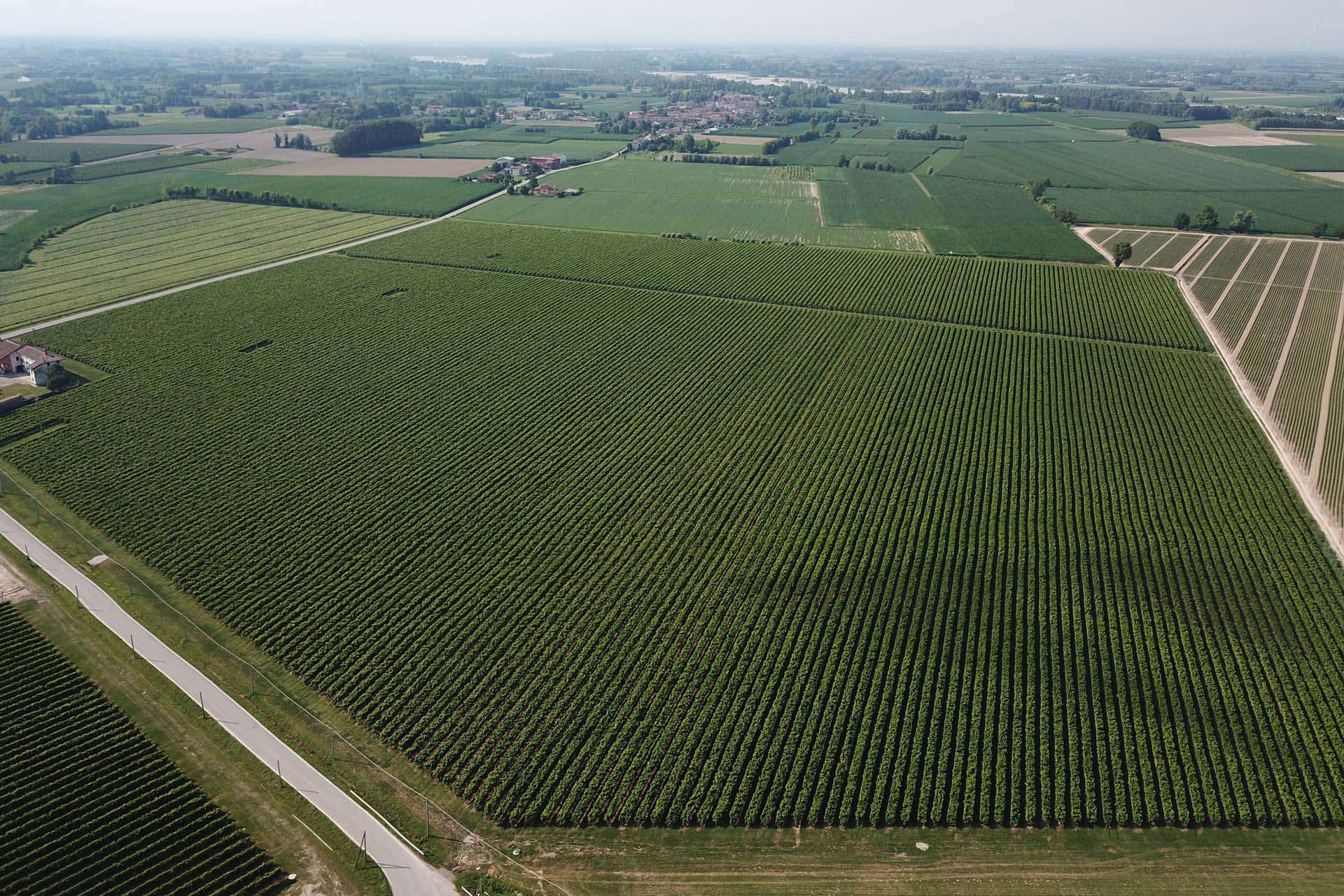 WINE ESTATE FOR SALE, PROSECCO VINEYARDS, VENETO AND FRIULI-VENEZIA GIULIA