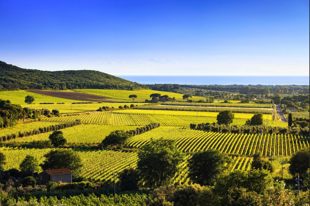 BOLGHERI: WINE, SEA AND VILLAS AMONG THE ETRUSCAN HILLS