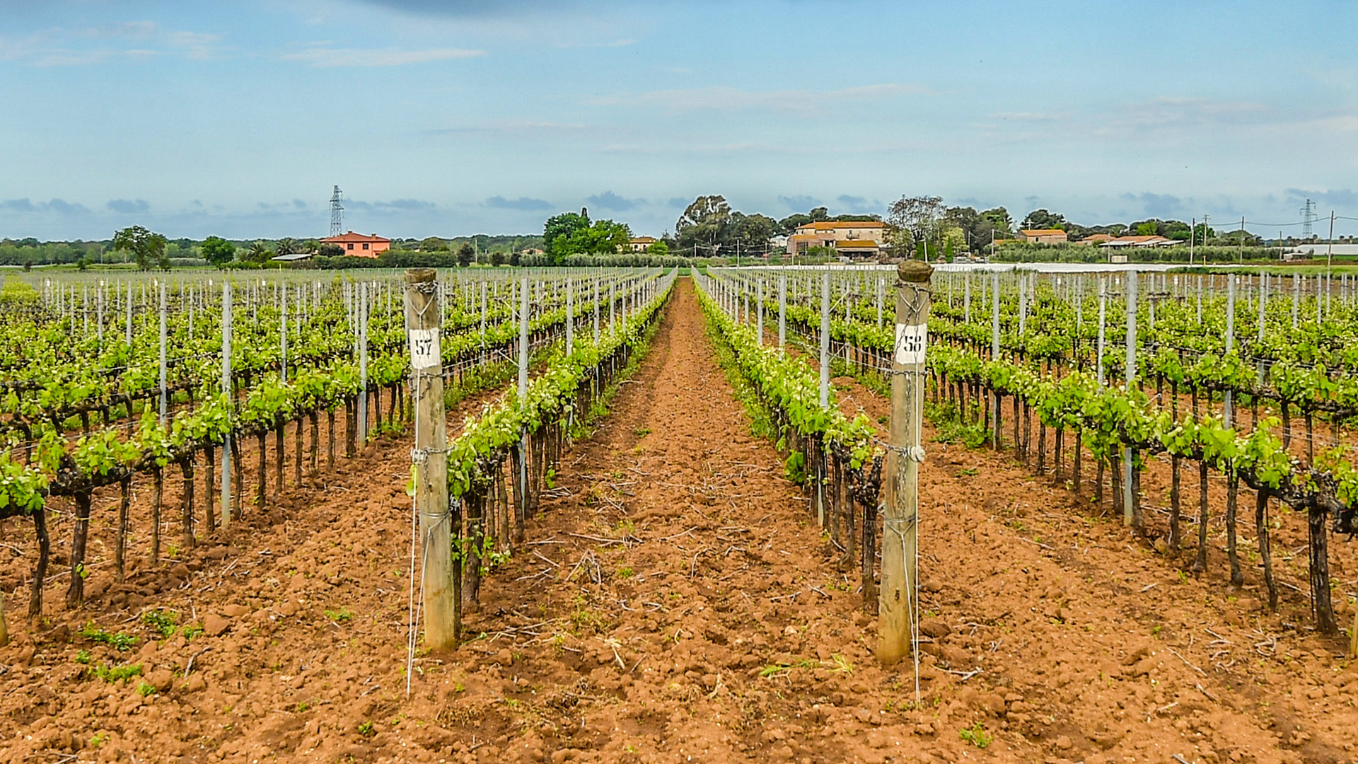 Bolgheri: wine, sea and villas among the Etruscan hills