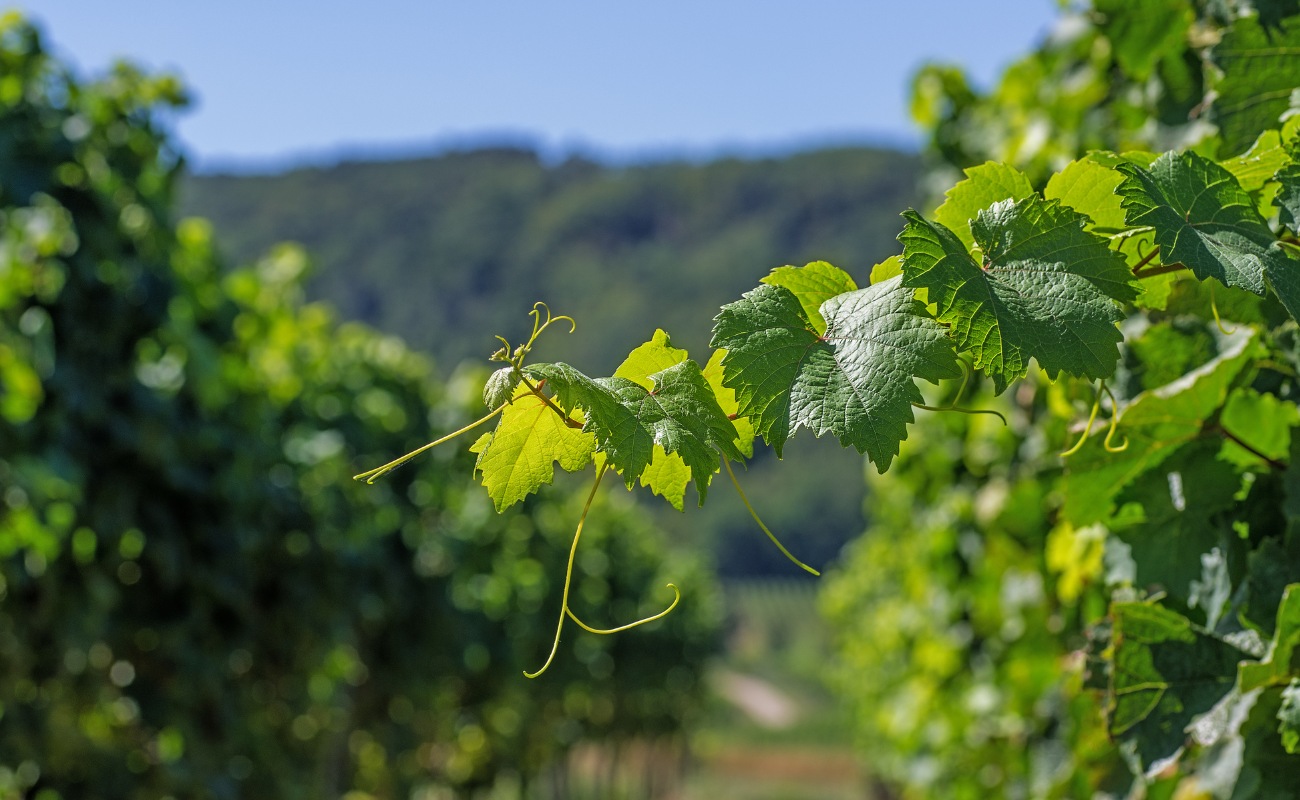 An investment that combines lifestyle and economic value