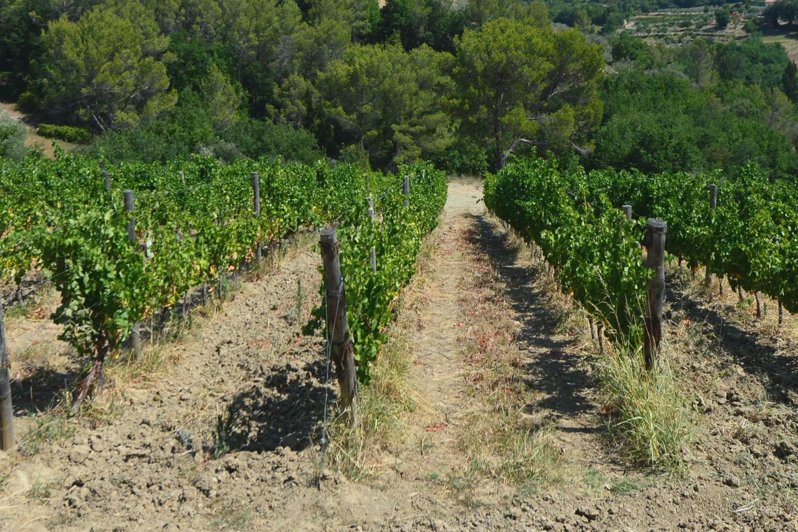 VINEYARDS & WINERIES FOR SALE IN MONTEFALCO - SAGRANTINO DOCG