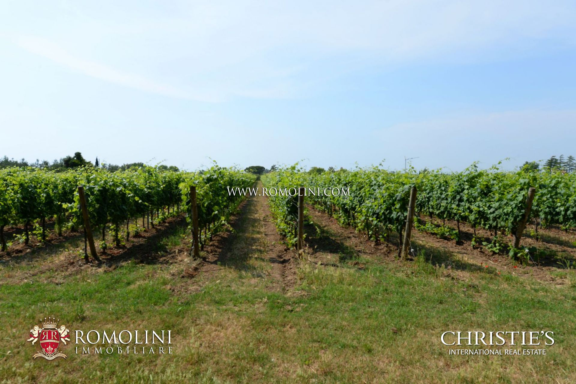 VINEYARDS & WINERY FOR SALE IN BOLGHERI - SUPERTUSCAN WINE CELLAR WITH VINEYARD FOR SALE IN BOLGHERI, TUSCANY SEASIDE