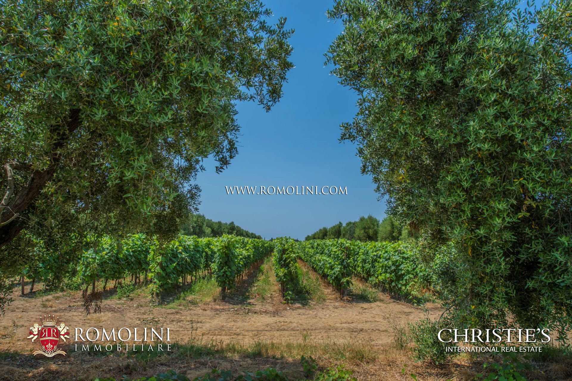 VINEYARDS & WINERY FOR SALE IN BOLGHERI - SUPERTUSCAN WINE CELLAR WITH VINEYARD FOR SALE IN BOLGHERI, TUSCANY SEASIDE
