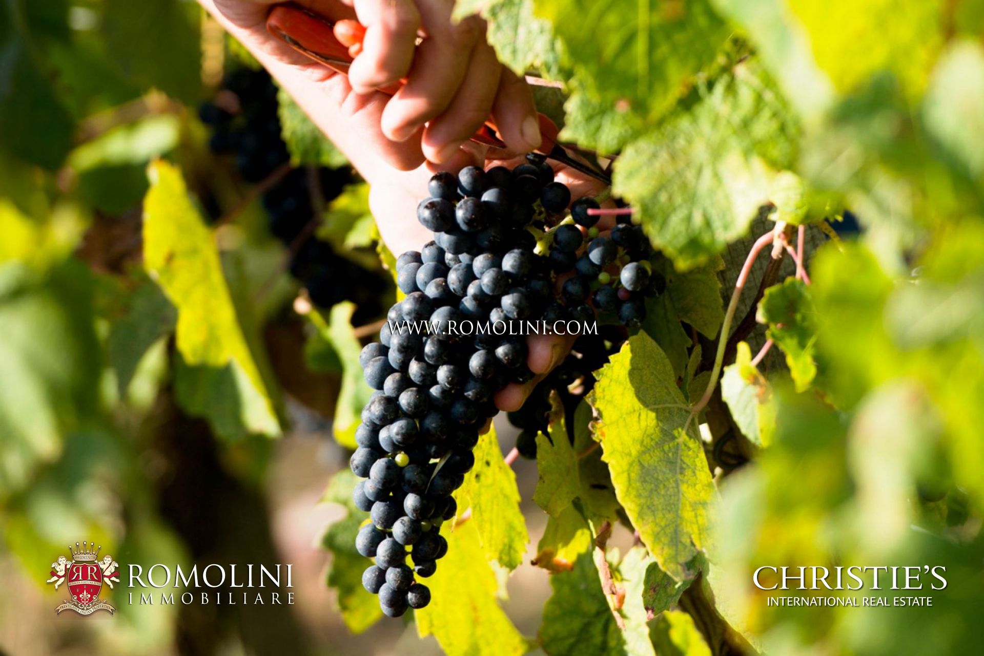 BRUNELLO DI MONTALCINO DOCG VINEYARDS AND WINERIES FOR SALE, COUNTRY HOUSE FOR SALE