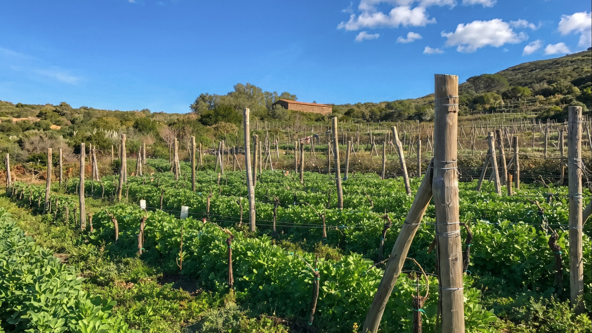 SEA VIEW VILLAS, FARMHOUSES AND WINERIES FOR SALE IN CAPRAIA, TUSCAN ARCHIPELAGO
