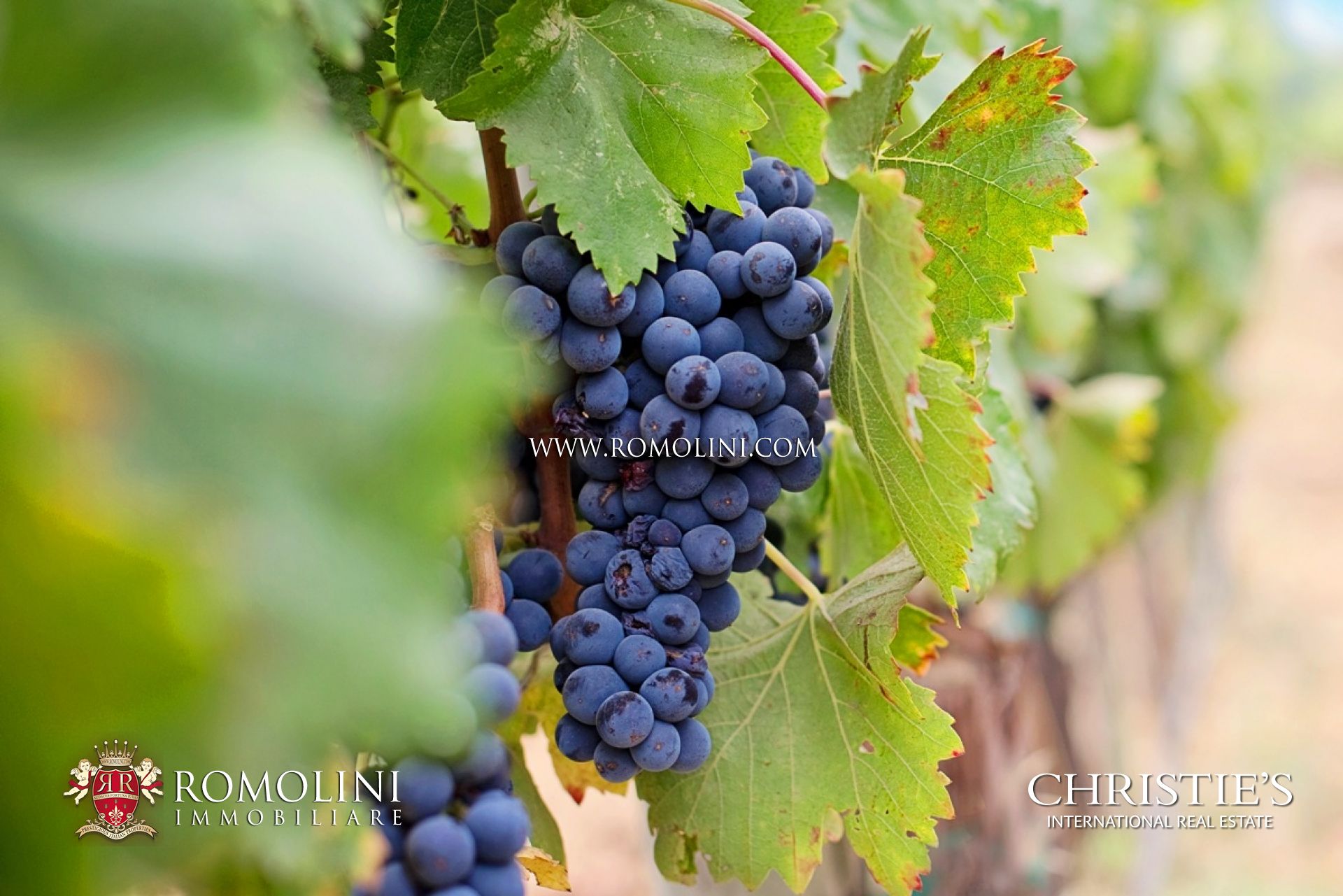 VINEYARDS & WINERIES FOR SALE IN BORDEAUX, SAINT EMILION, LUXURY WINE REAL ESTATE PROPERTIES FRANCE