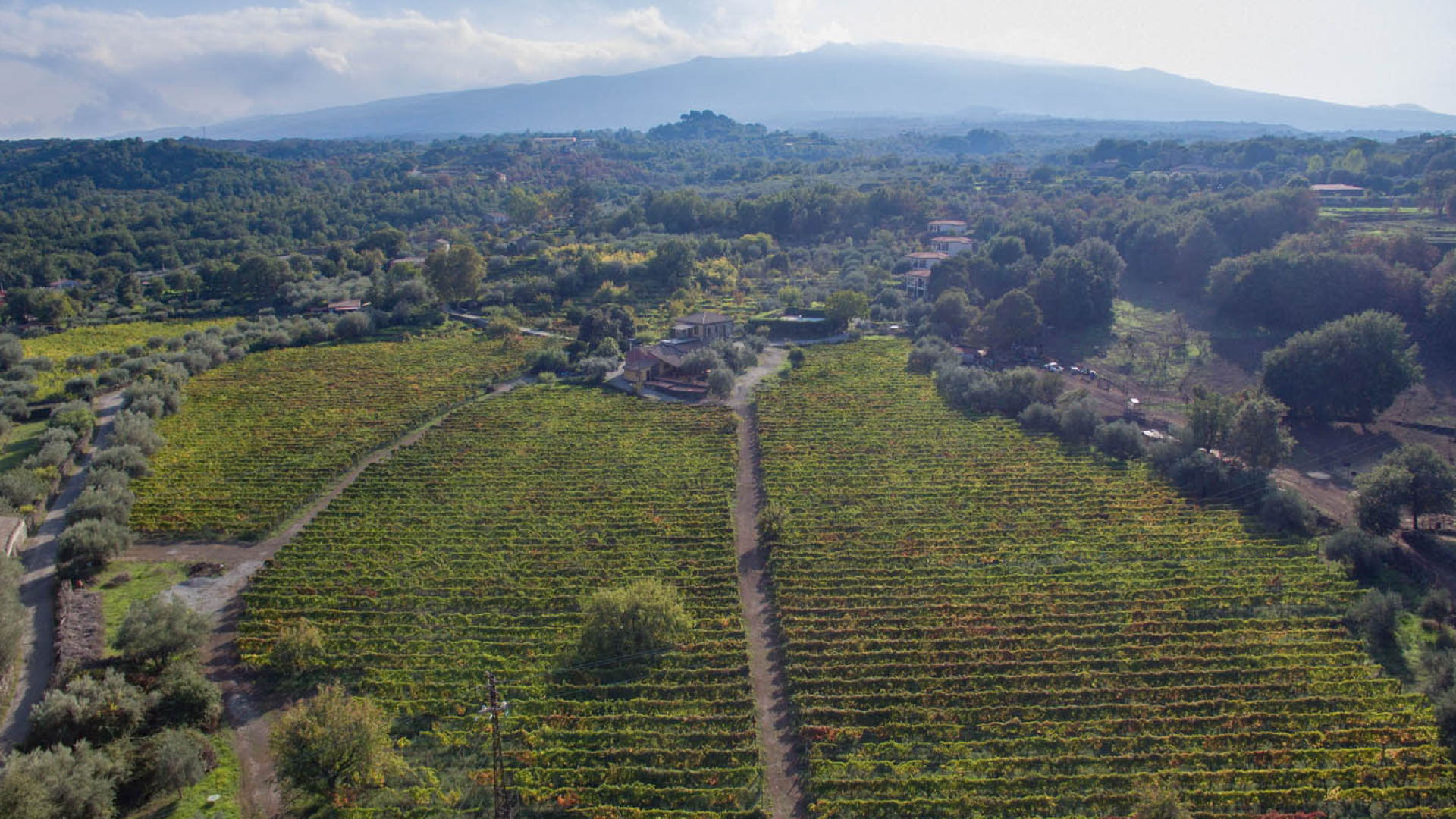 WINE ESTATES, WINERIES AND VINEYARDS FOR SALE IN SICILY - CERASUOLO DI VITTORIA DOCG, VITTORIA DOC, SIRACUSA DOC, MOSCATO DI PANTELLERIA DOC