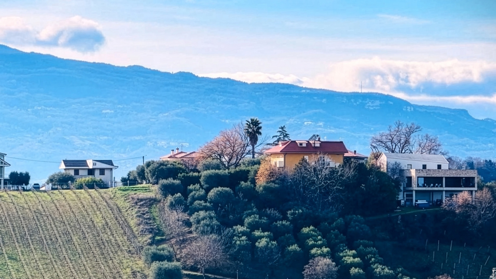 VINEYARD, WINERY AGRICULTURAL ESTATE FOR SALE IN THE MARCHE