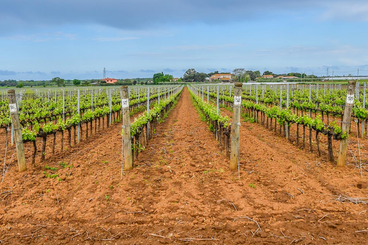 HOBBY  VINEYARD WINERY FOR SALE IN ITALY 