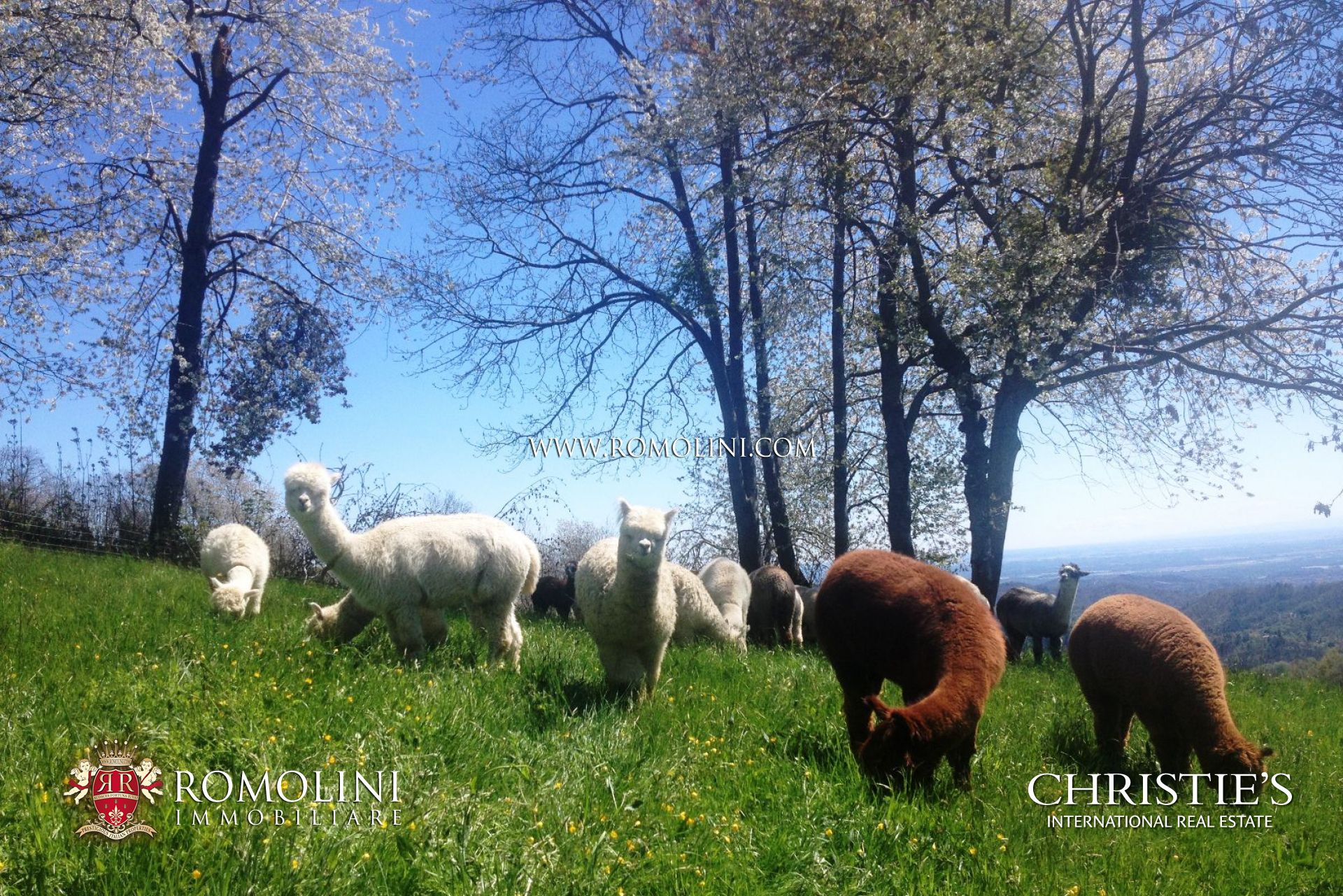 PIEDMONT - LUXURY REAL ESTATE FOR SALE