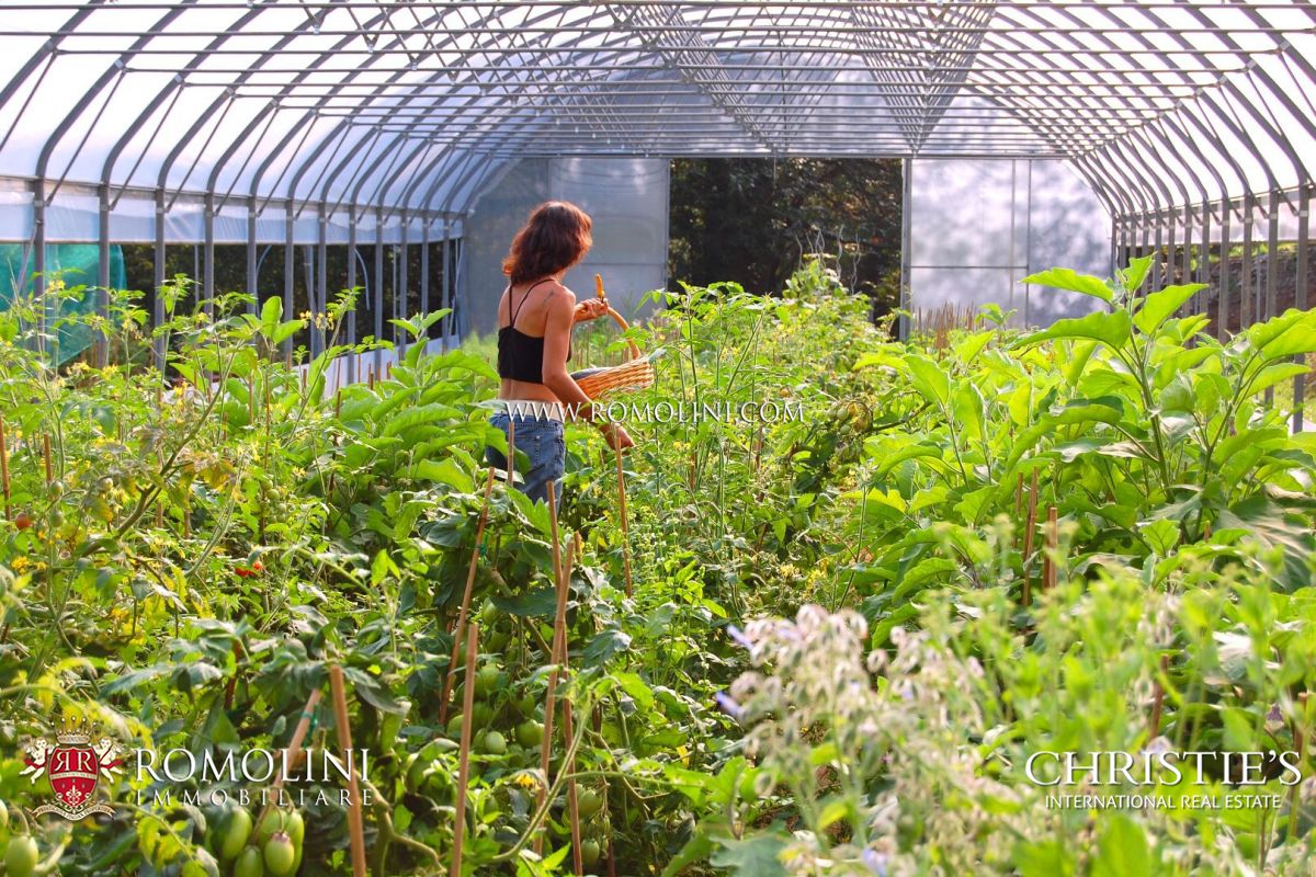 ORGANIC FARM FOR SALE IN ITALY