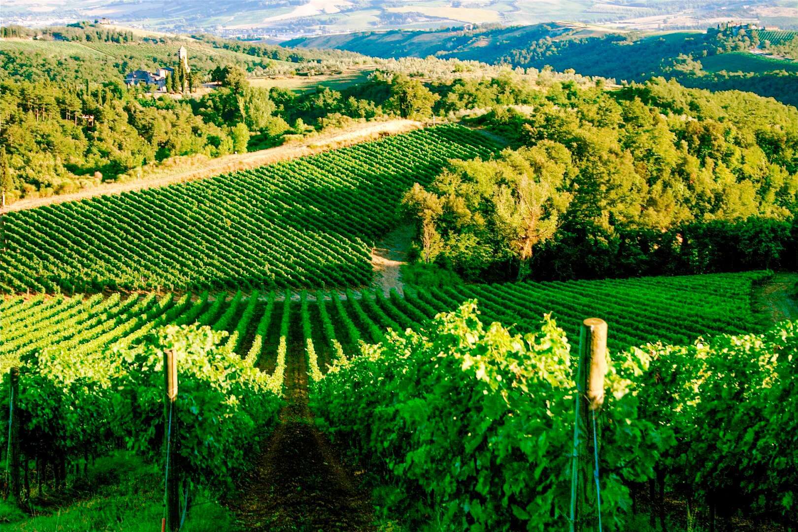 VINEYARDS FOR SALE IN ITALY - CHIANTI CLASSICO, MONTALCINO, BOLGHERI, BAROLO