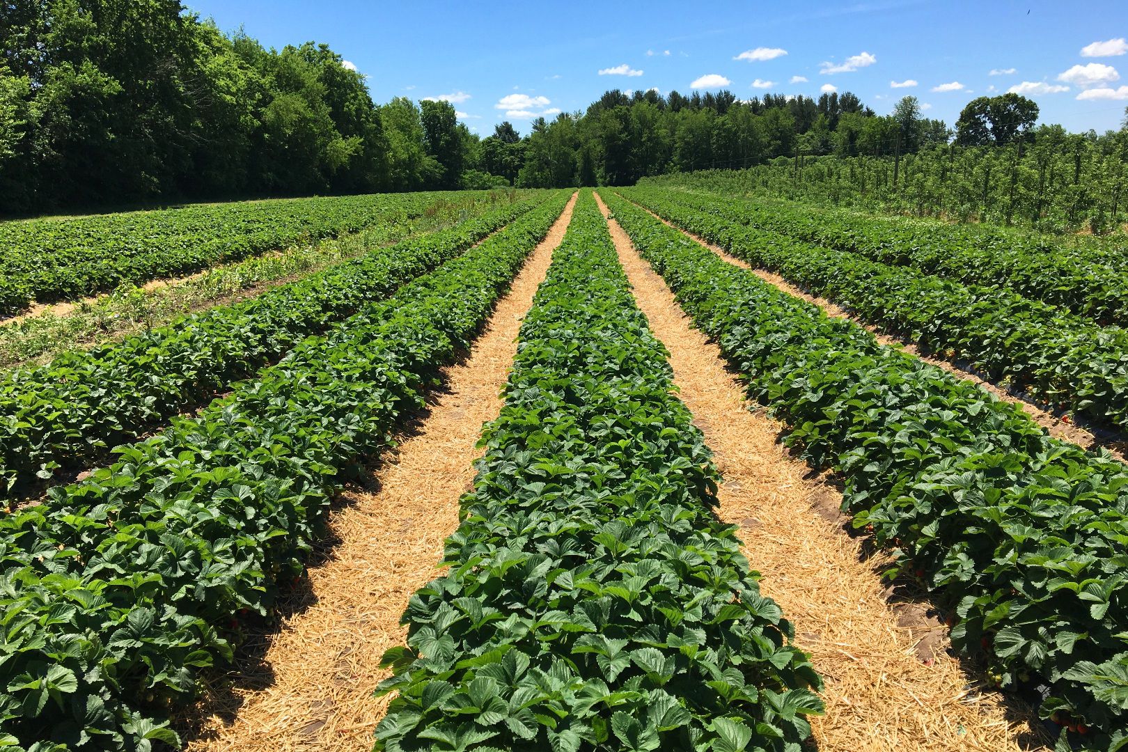 FARM/RANCH/PLANTATION FOR SALE