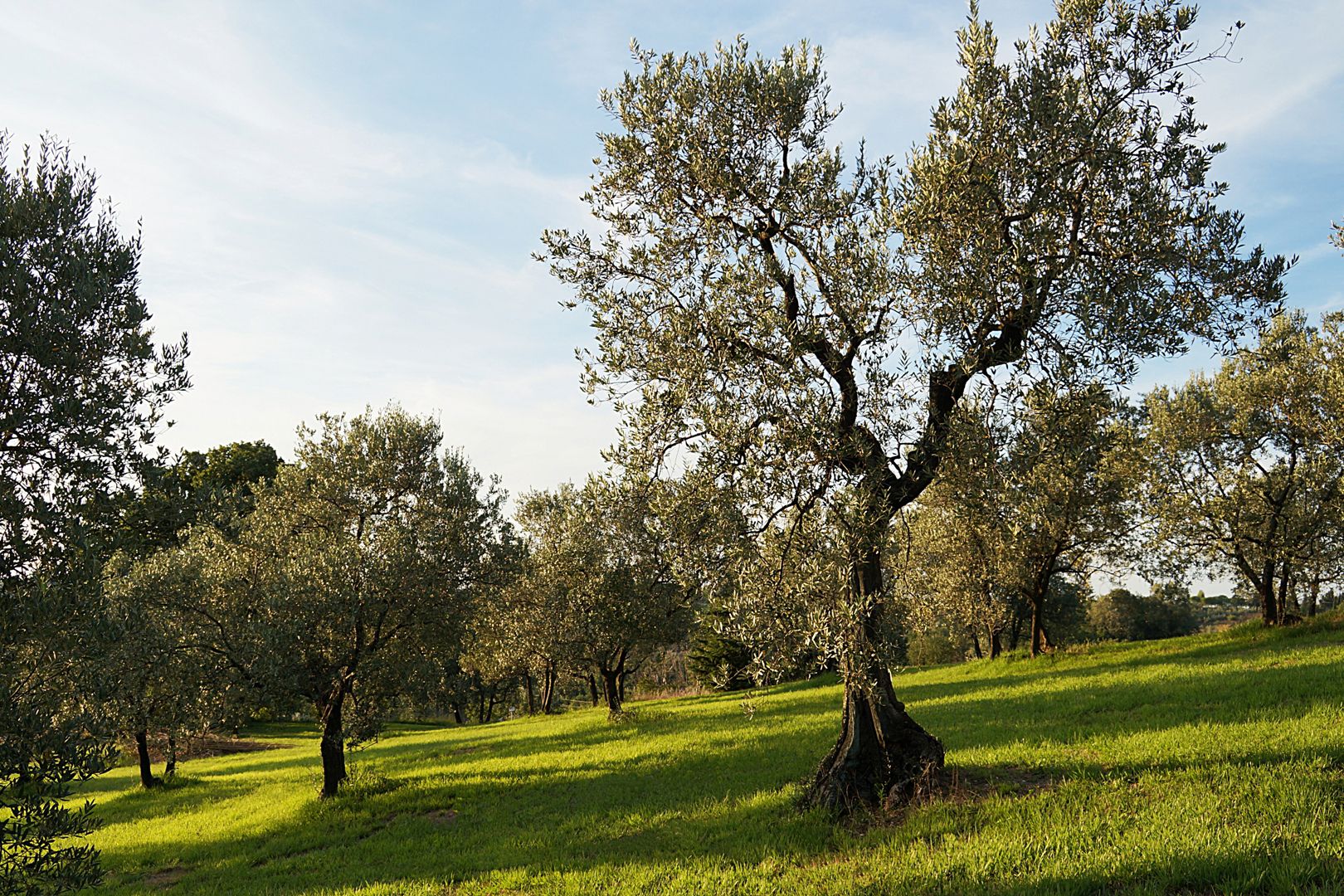 FARM/RANCH/PLANTATION FOR SALE