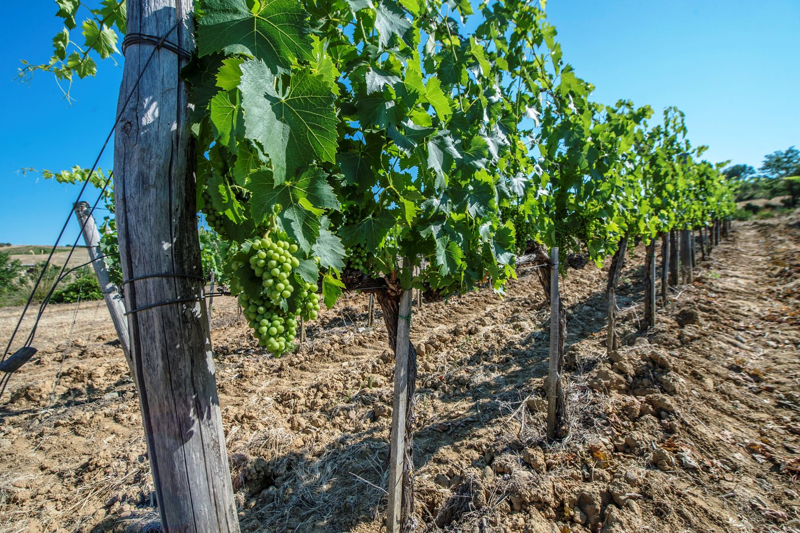 MAREMMA VILLE MARE, AZIENDE VITIVINICOLE, CASALI IN VENDITA MAREMMA, VINO MORELLINO DI SCANSANO