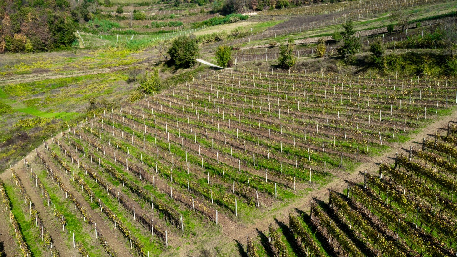 AZIENDE VITIVINICOLE IN VENDITA NEL MONFERRATO, CASTELLO IN VENDITA IN PIEMONTE, FATTORIE E CASALI IN VENDITA NEL MONFERRATO
