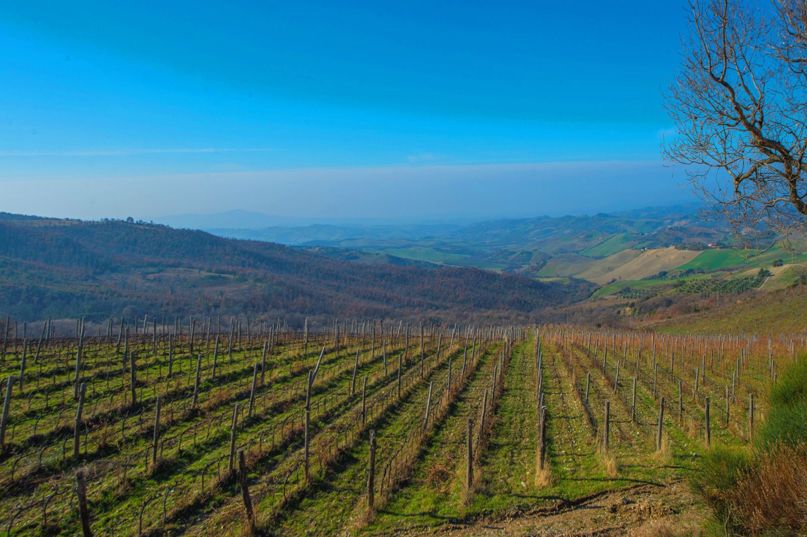 MAREMMA VILLE MARE, AZIENDE VITIVINICOLE, CASALI IN VENDITA MAREMMA, VINO MORELLINO DI SCANSANO