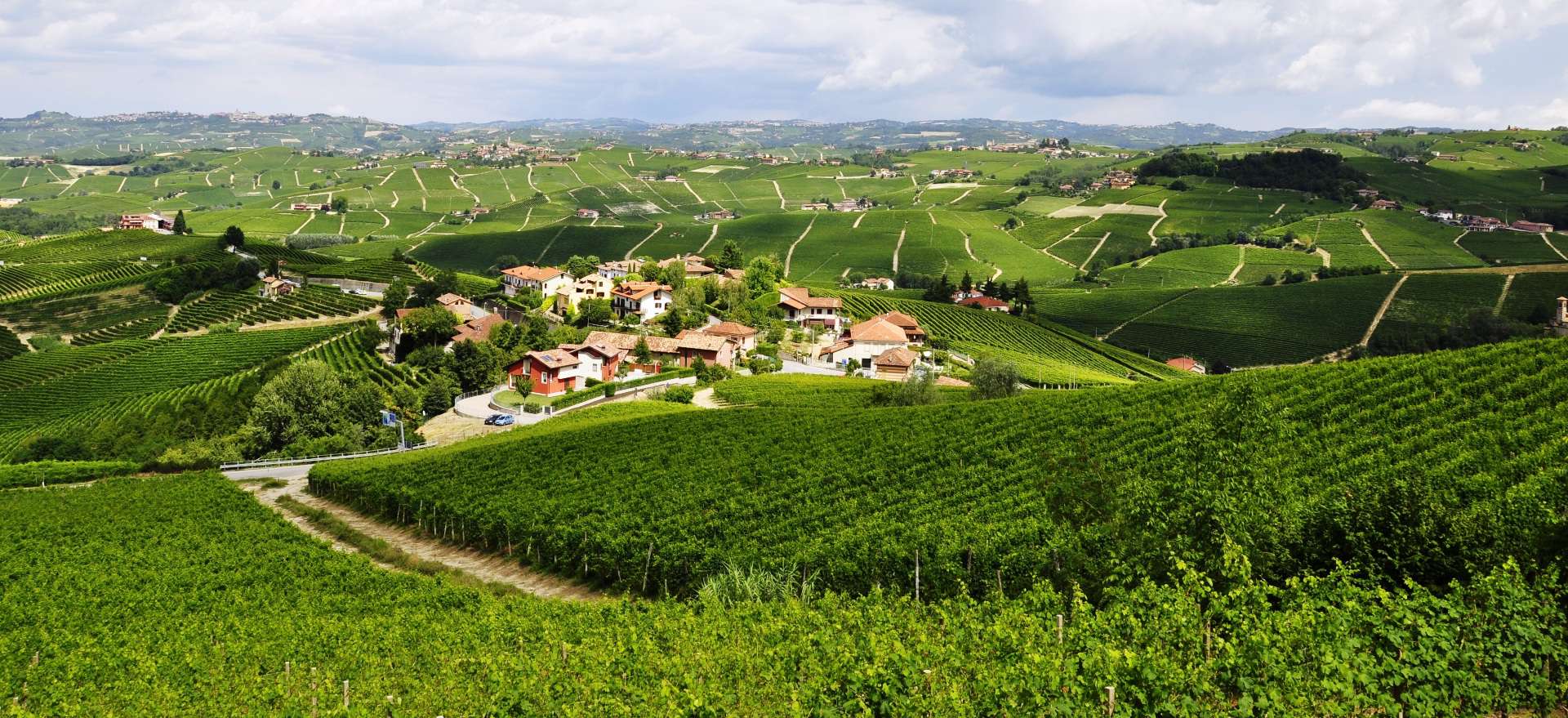 VIGNETI & AZIENDE AGRICOLE VITIVINICOLE IN VENDITA LANGHE, ROERO - BAROLO, BARBARESCO | Barolo DOCG, Barbaresco, Diano d'Alba, Grignolino