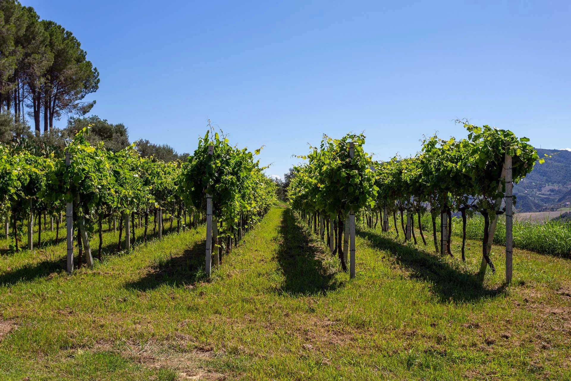 Vino e olio come identità della proprietà