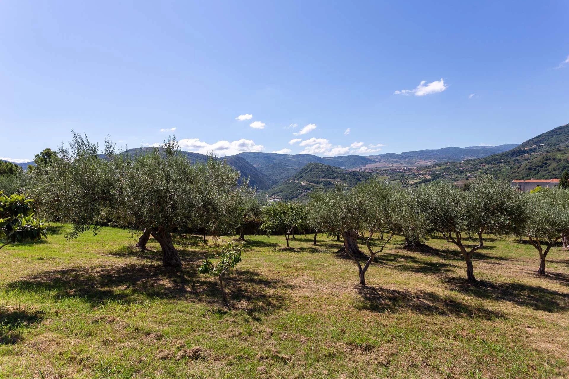 Il vigneto come valore paesaggistico e produttivo