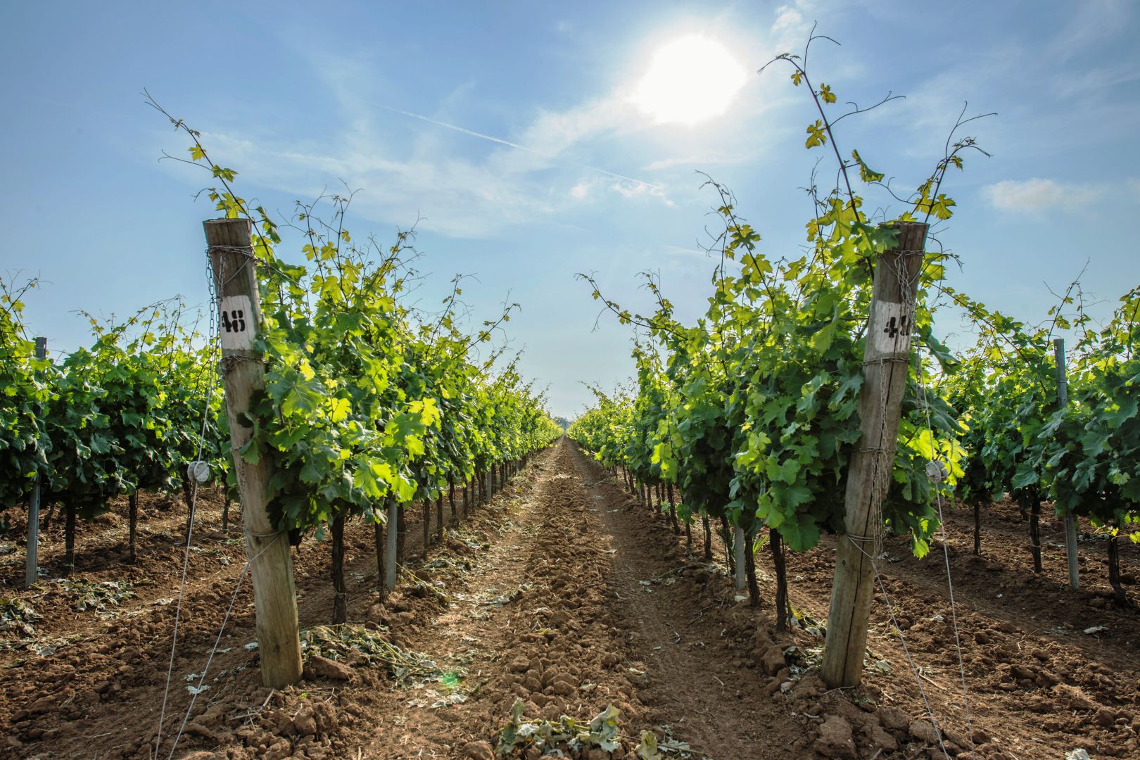AZIENDA AGRICOLA VINICOLA IN VENDITA A BOLGHERI, TENUTA, CANTINE CON VIGNETO IN VENDITA A BOLGHERI