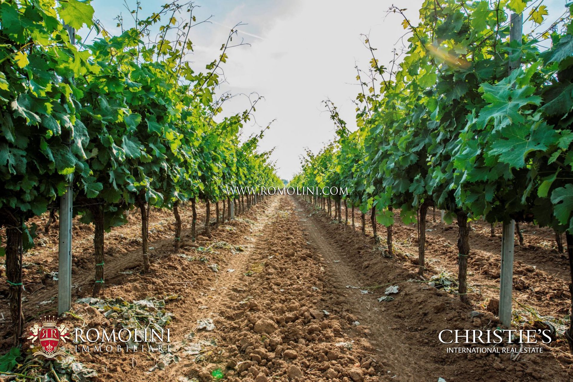 AZIENDA AGRICOLA VINICOLA IN VENDITA A BOLGHERI, TENUTA, CANTINE CON VIGNETO IN VENDITA A BOLGHERI