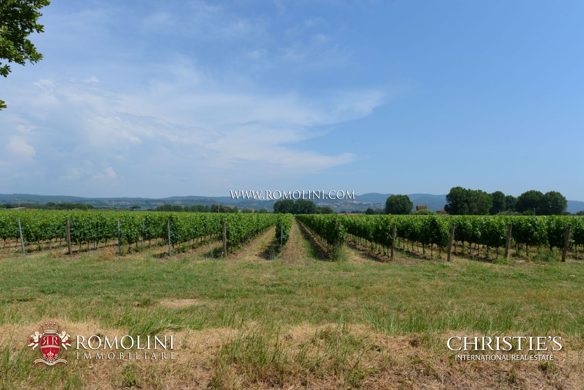 AZIENDA AGRICOLA VINICOLA IN VENDITA A BOLGHERI, TENUTA, CANTINE CON VIGNETO IN VENDITA A BOLGHERI